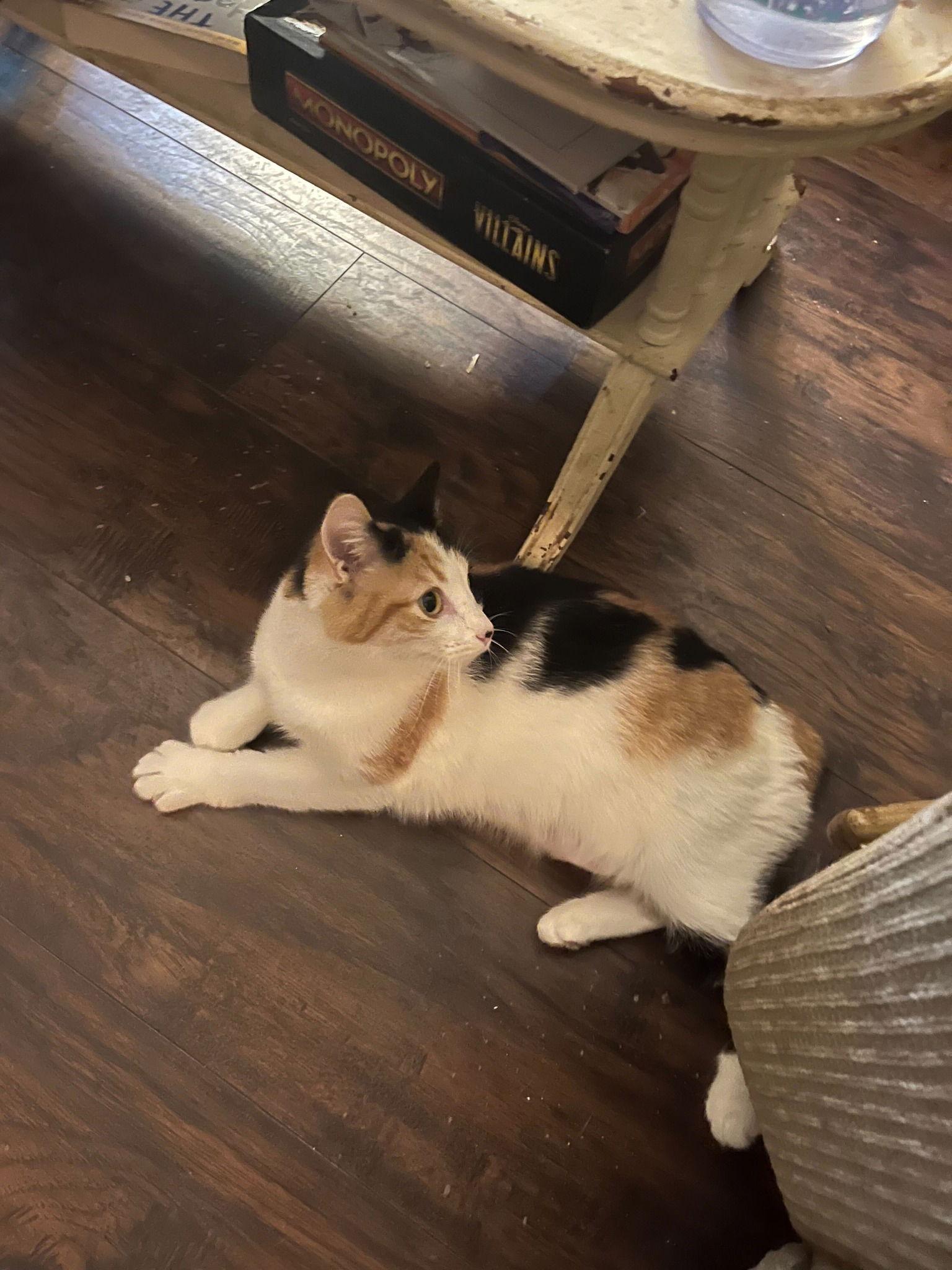 Cocoa, Adoptable, Kitten Female American Bobtail.