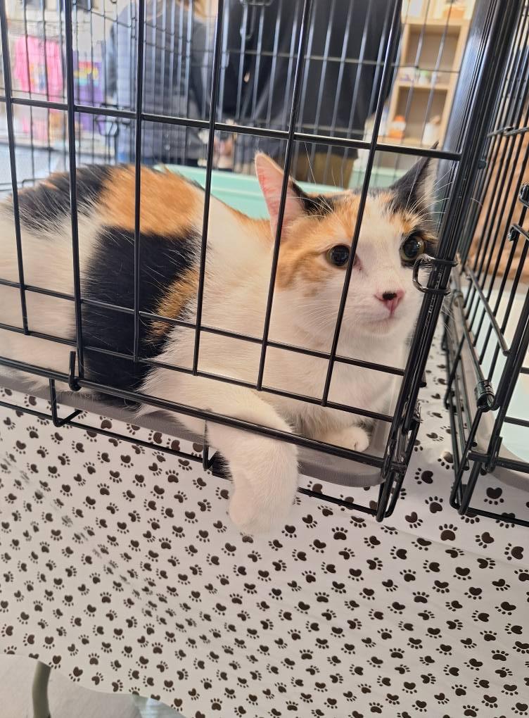 Enlarge Cocoa, a Adoptable American Bobtail in Fuquay Varina, NC image 3/3