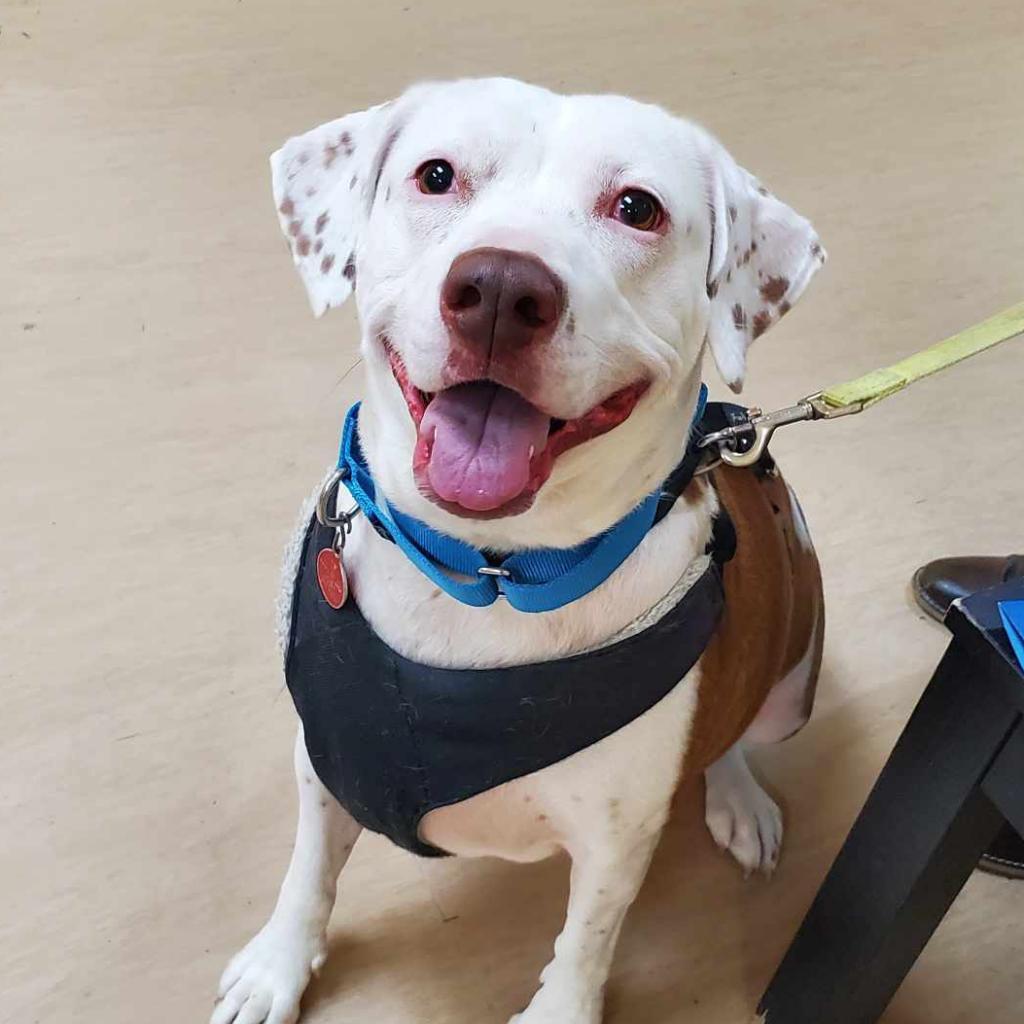 Enlarge Brighton, a Adoptable Mixed Breed in Pittsburgh, PA image 1/6