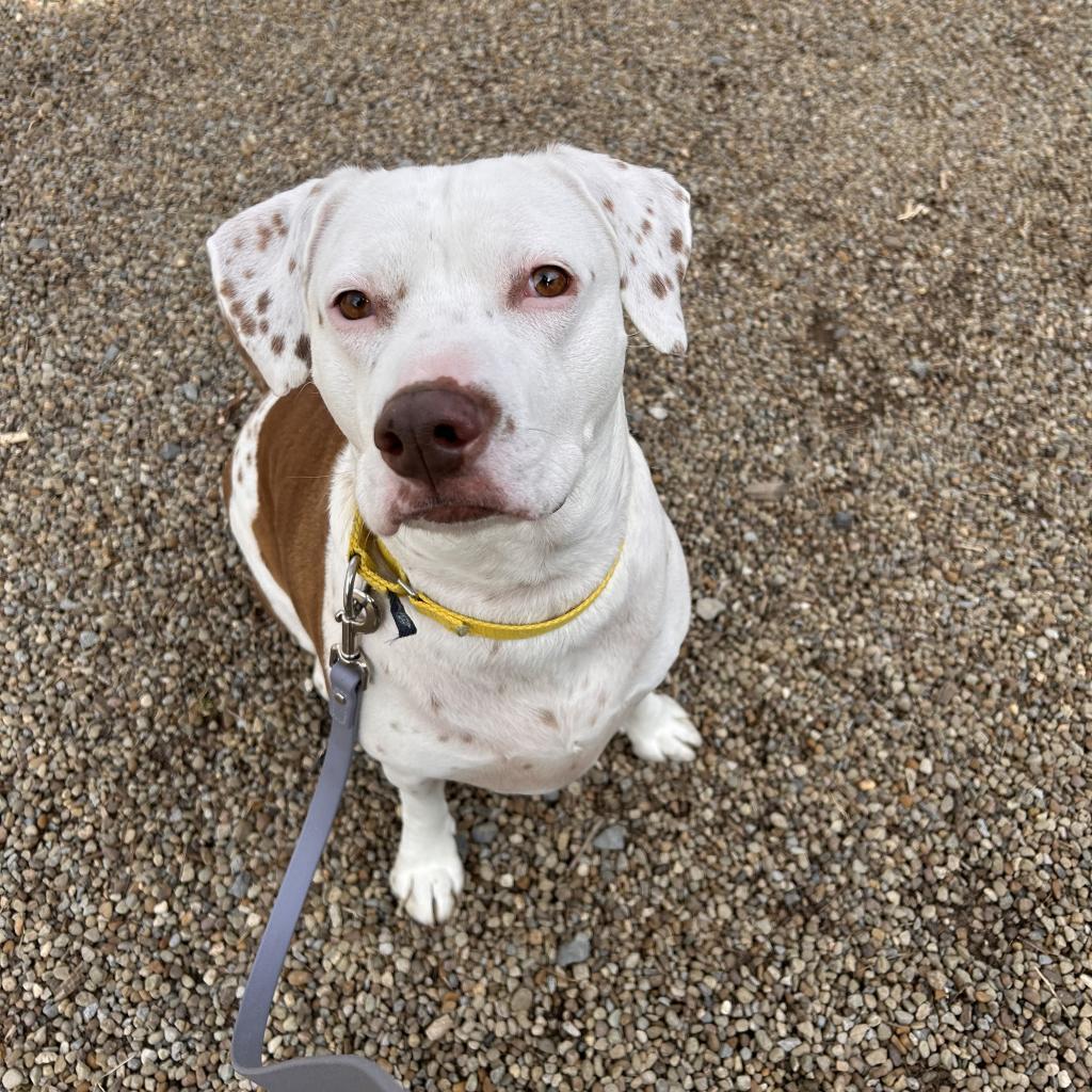 Enlarge Brighton, a Adoptable Mixed Breed in Pittsburgh, PA image 2/6