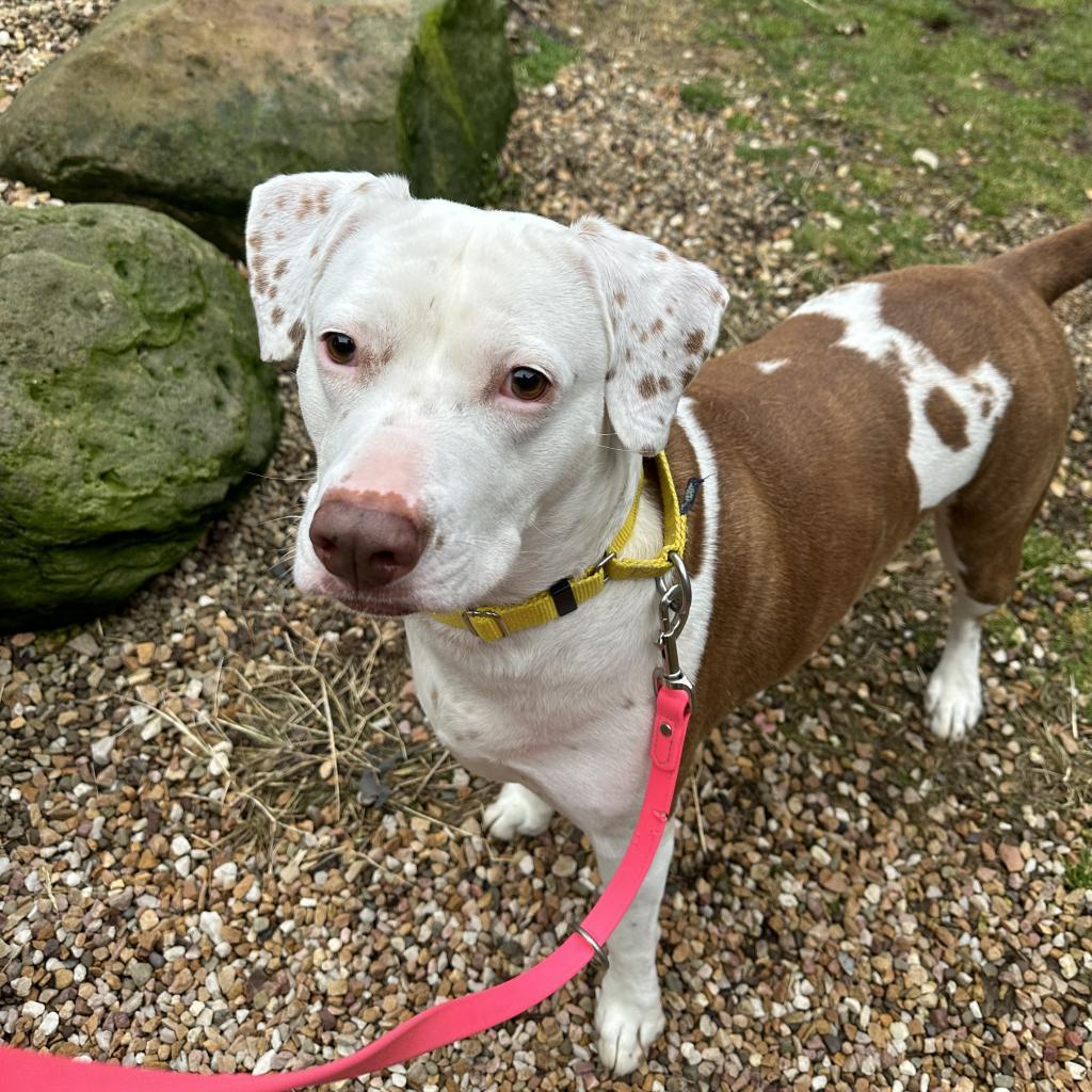 Enlarge Brighton, a Adoptable Mixed Breed in Pittsburgh, PA image 3/6