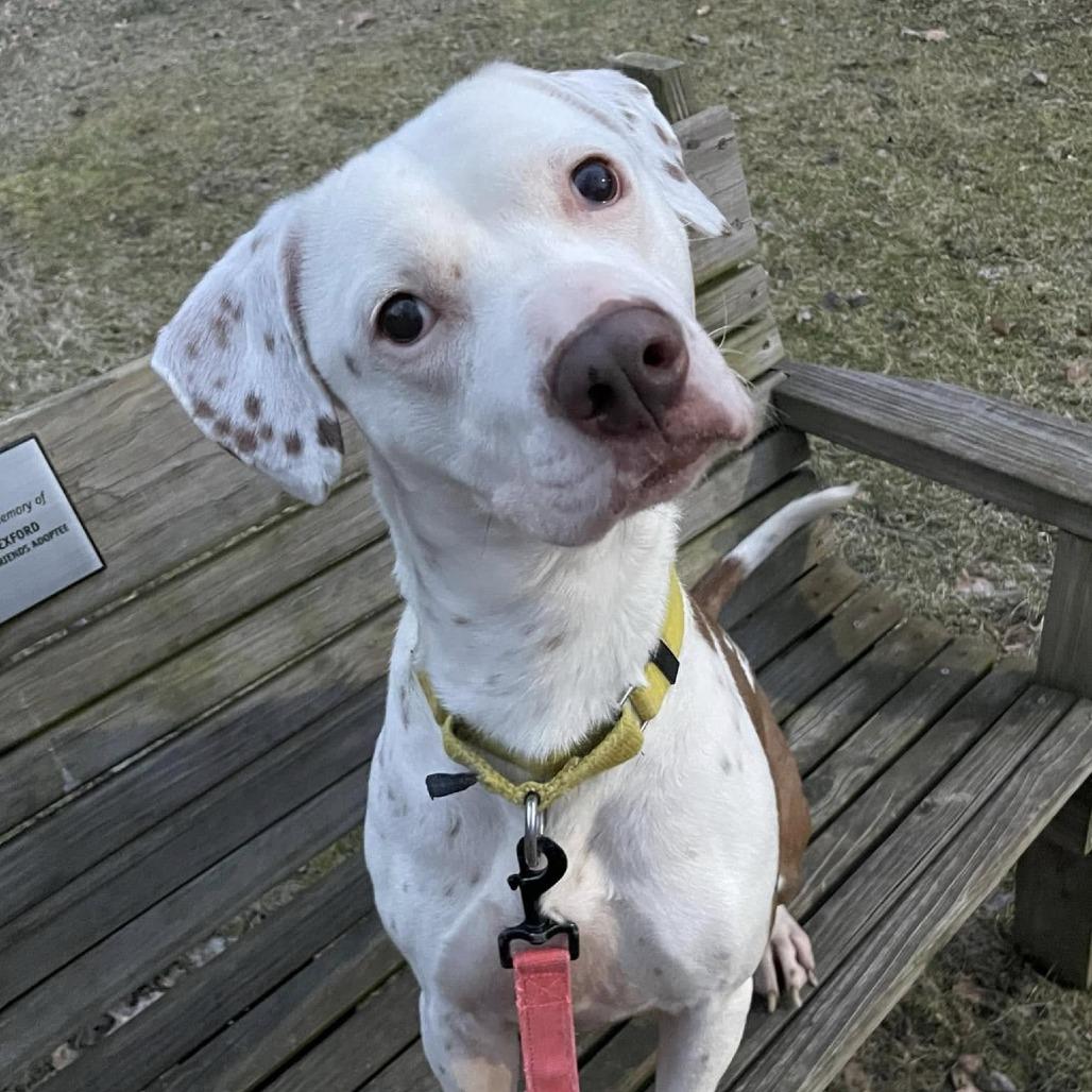 Enlarge Brighton, a Adoptable Mixed Breed in Pittsburgh, PA image 4/6