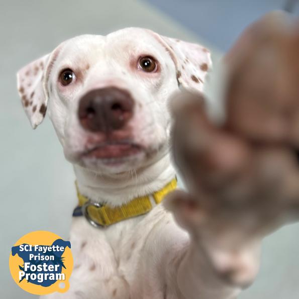 Enlarge Brighton, a Adoptable Mixed Breed in Pittsburgh, PA image 5/6