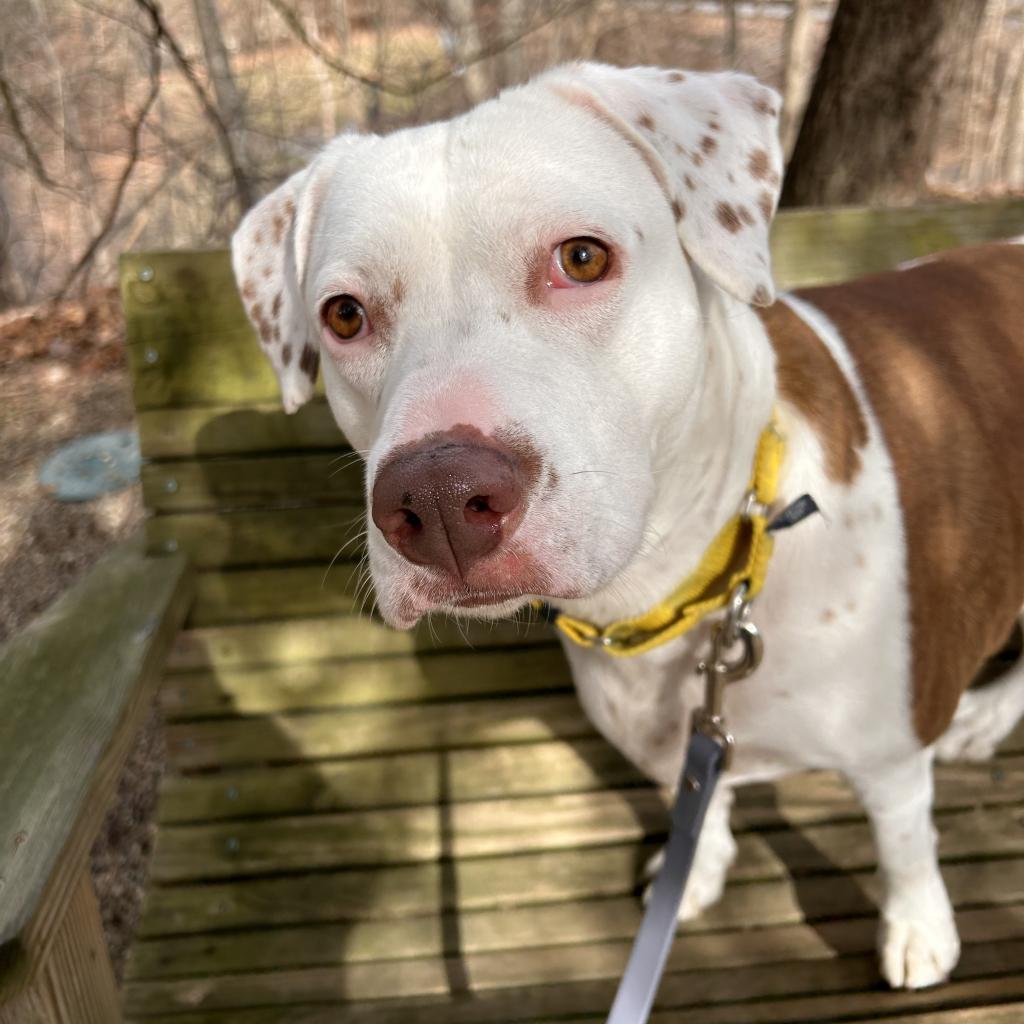 Enlarge Brighton, a Adoptable Mixed Breed in Pittsburgh, PA image 6/6