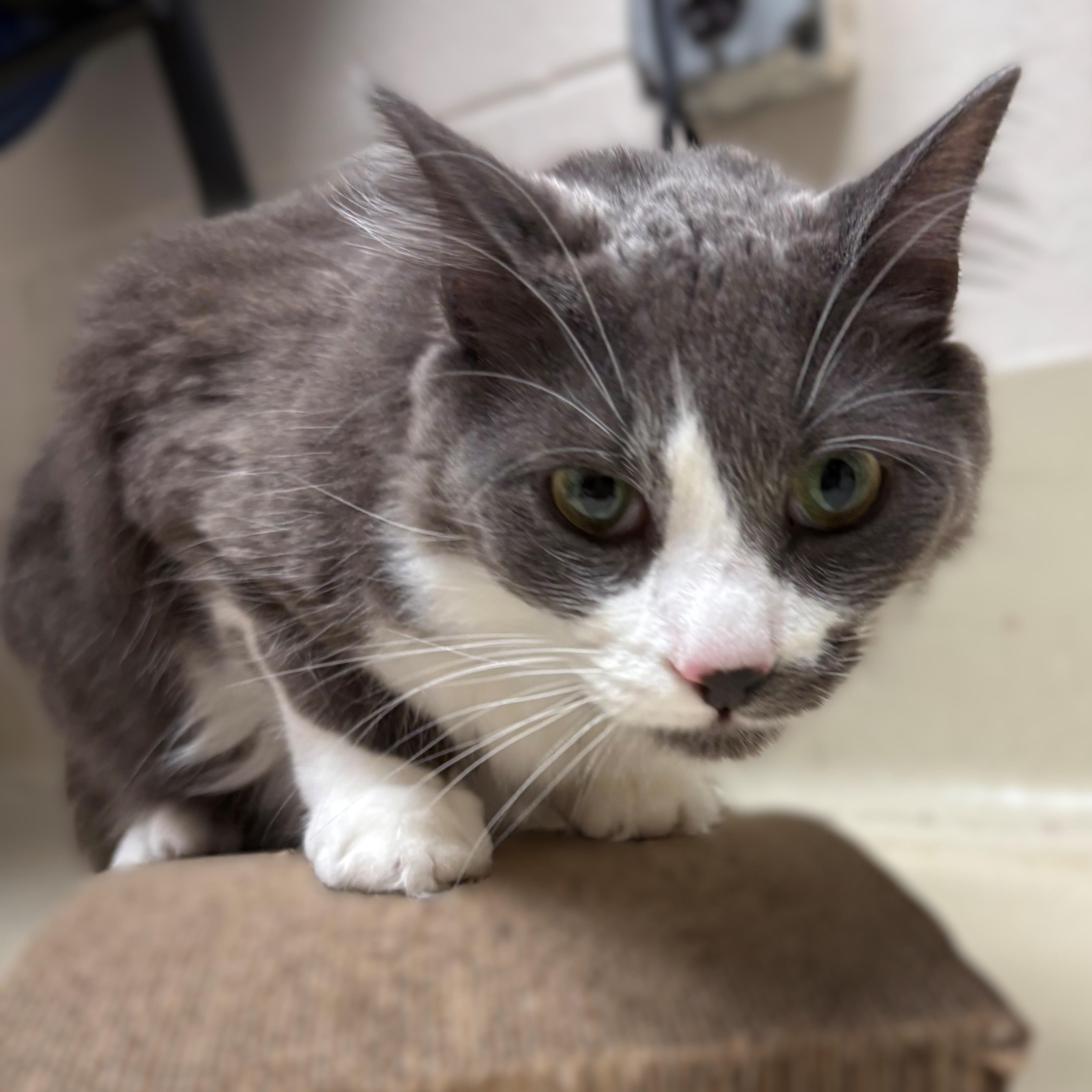 Casey- 51627, ADOPTABLE, Adult Male Domestic Medium Hair.
