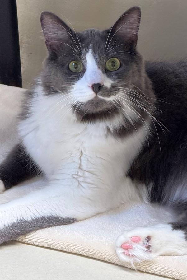 Enlarge Casey- 51627 (needs a playmate), a ADOPTABLE Domestic Medium Hair in Columbia, MD image 3/5