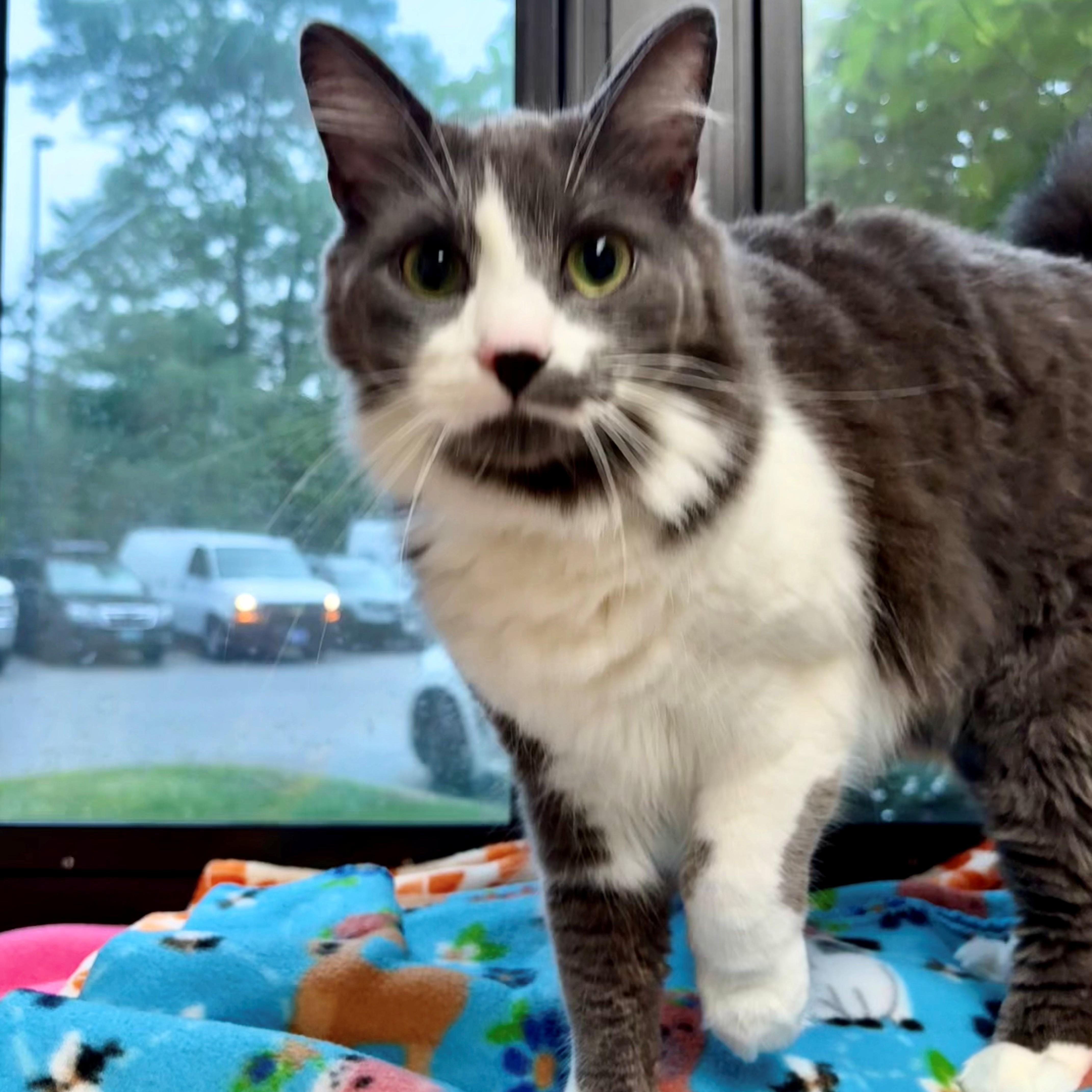 Enlarge Casey- 51627, a ADOPTABLE Domestic Medium Hair in Columbia, MD image 4/4