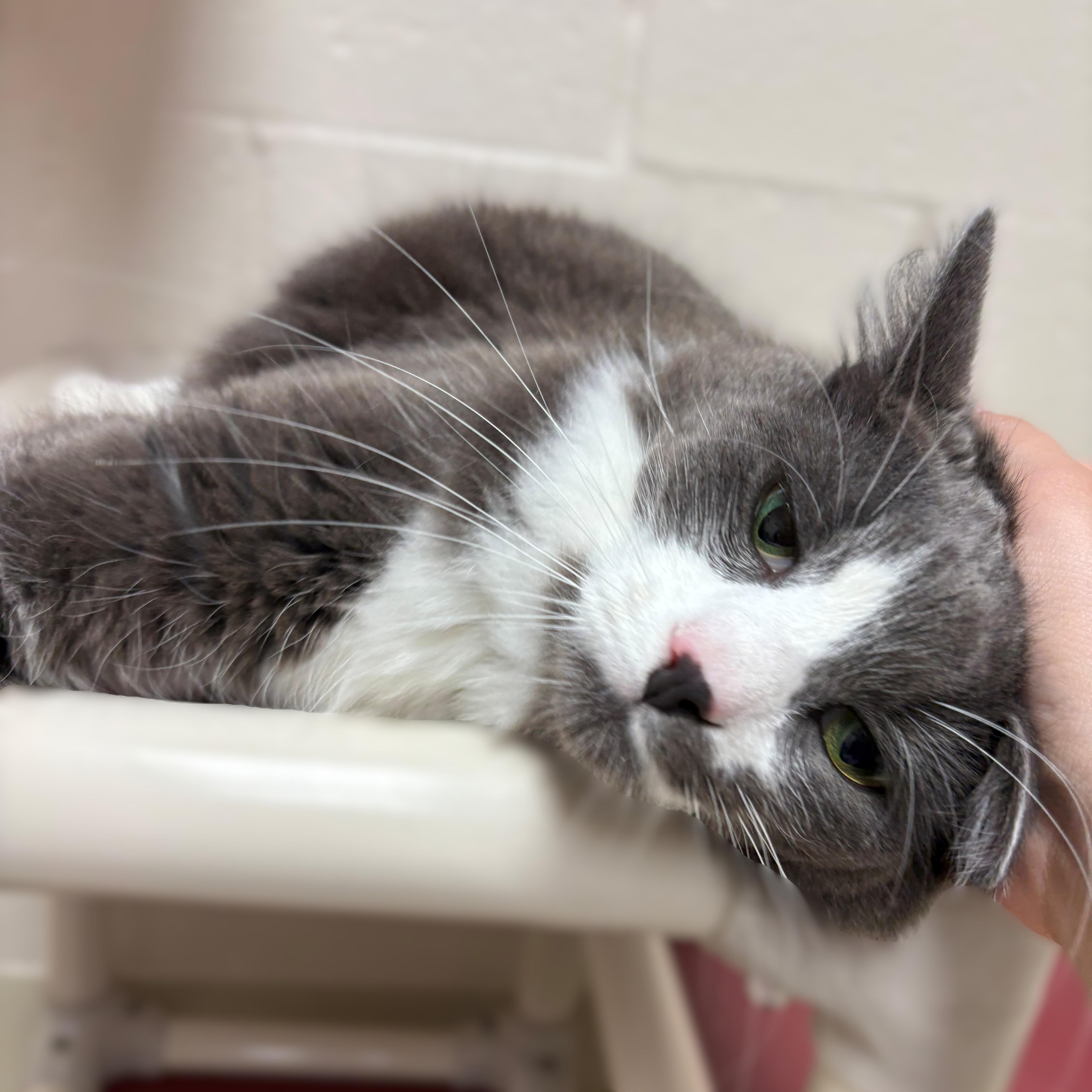 Enlarge Casey- 51627, a ADOPTABLE Domestic Medium Hair in Columbia, MD image 3/4