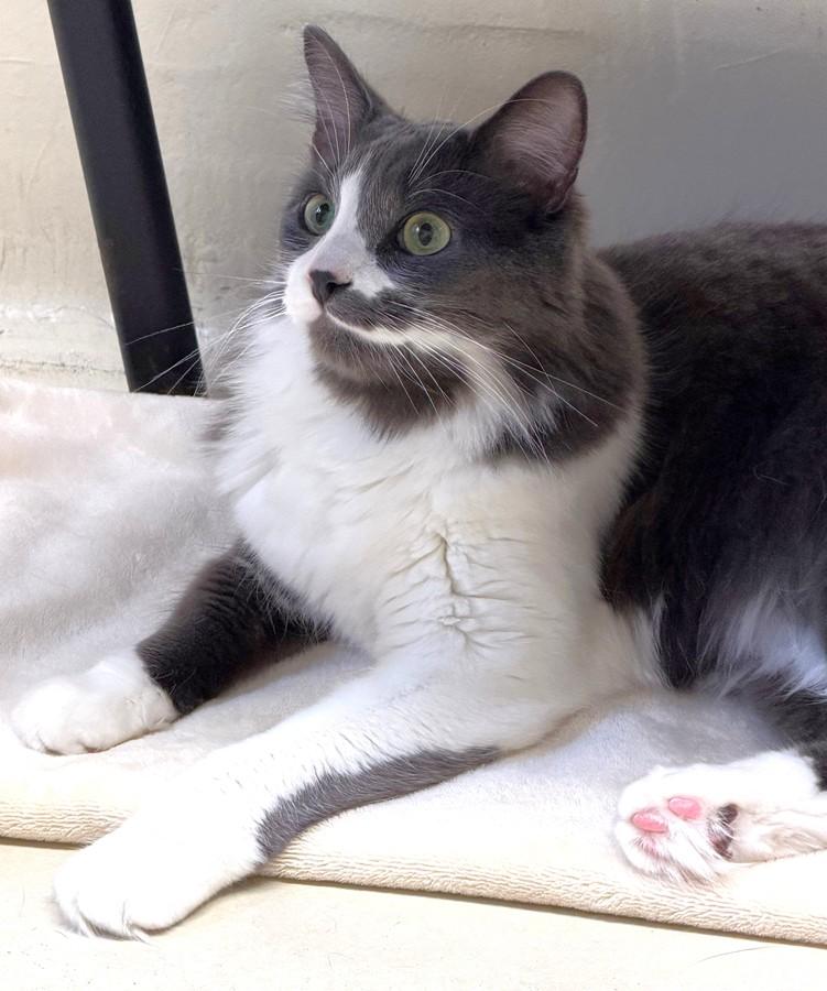 Enlarge Casey- 51627 (needs a playmate), a ADOPTABLE Domestic Medium Hair in Columbia, MD image 1/5