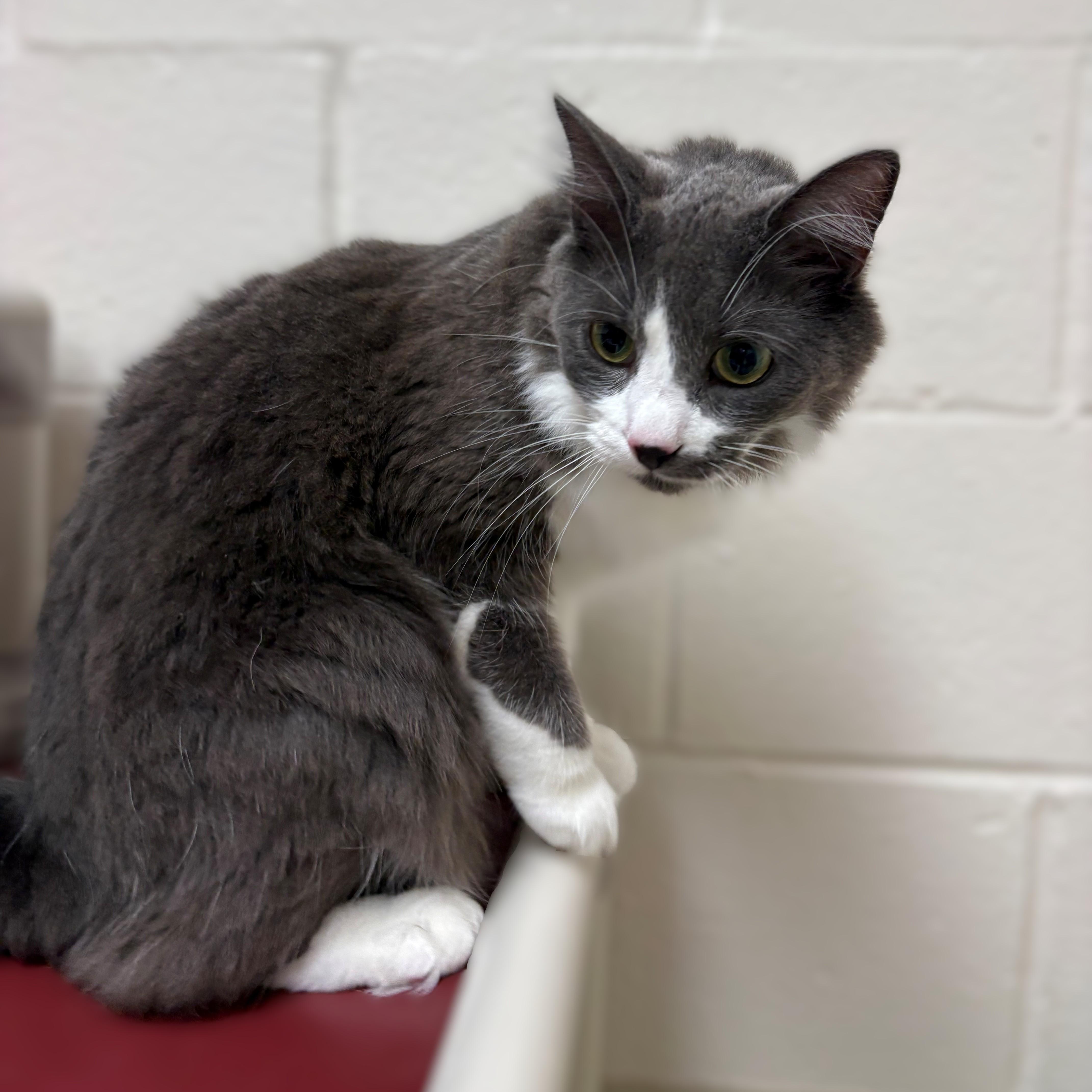Enlarge Casey- 51627, a ADOPTABLE Domestic Medium Hair in Columbia, MD image 2/4