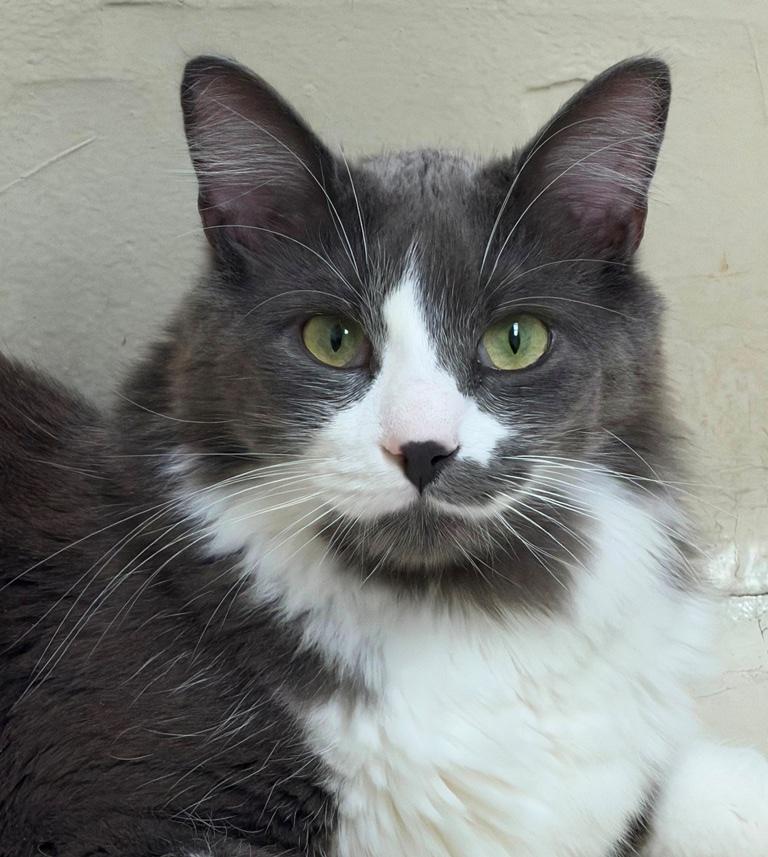Enlarge Casey- 51627 (needs a playmate), a ADOPTABLE Domestic Medium Hair in Columbia, MD image 5/5