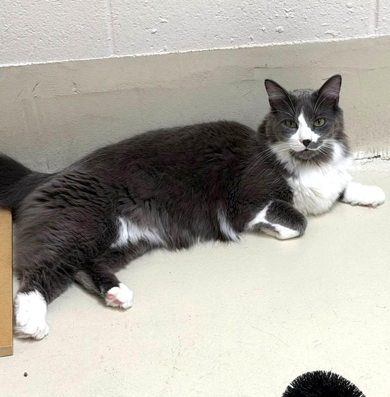 Enlarge Casey- 51627 (needs a playmate), a ADOPTABLE Domestic Medium Hair in Columbia, MD image 2/5