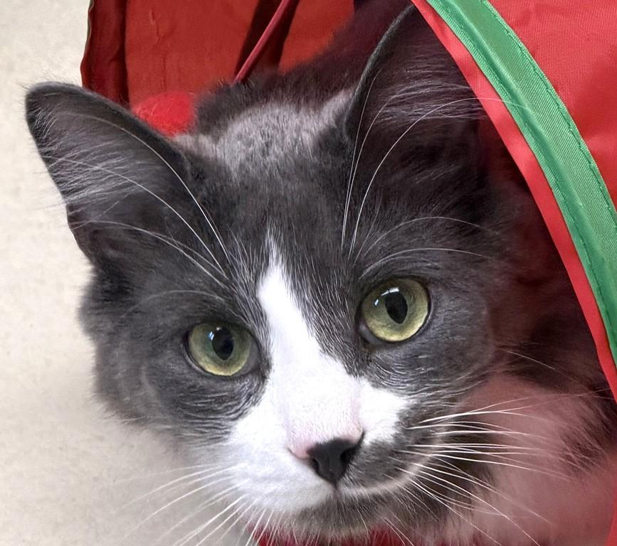 Enlarge Casey- 51627 (needs a playmate), a ADOPTABLE Domestic Medium Hair in Columbia, MD image 4/5