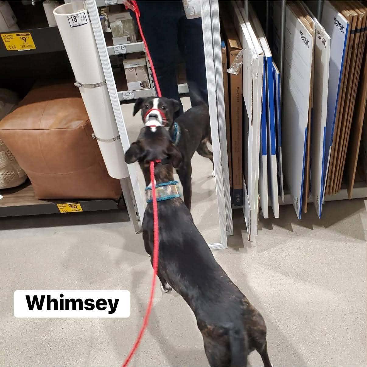 Enlarge Whimsey, a ADOPTABLE mixed breed in Elburn, IL image 3/5