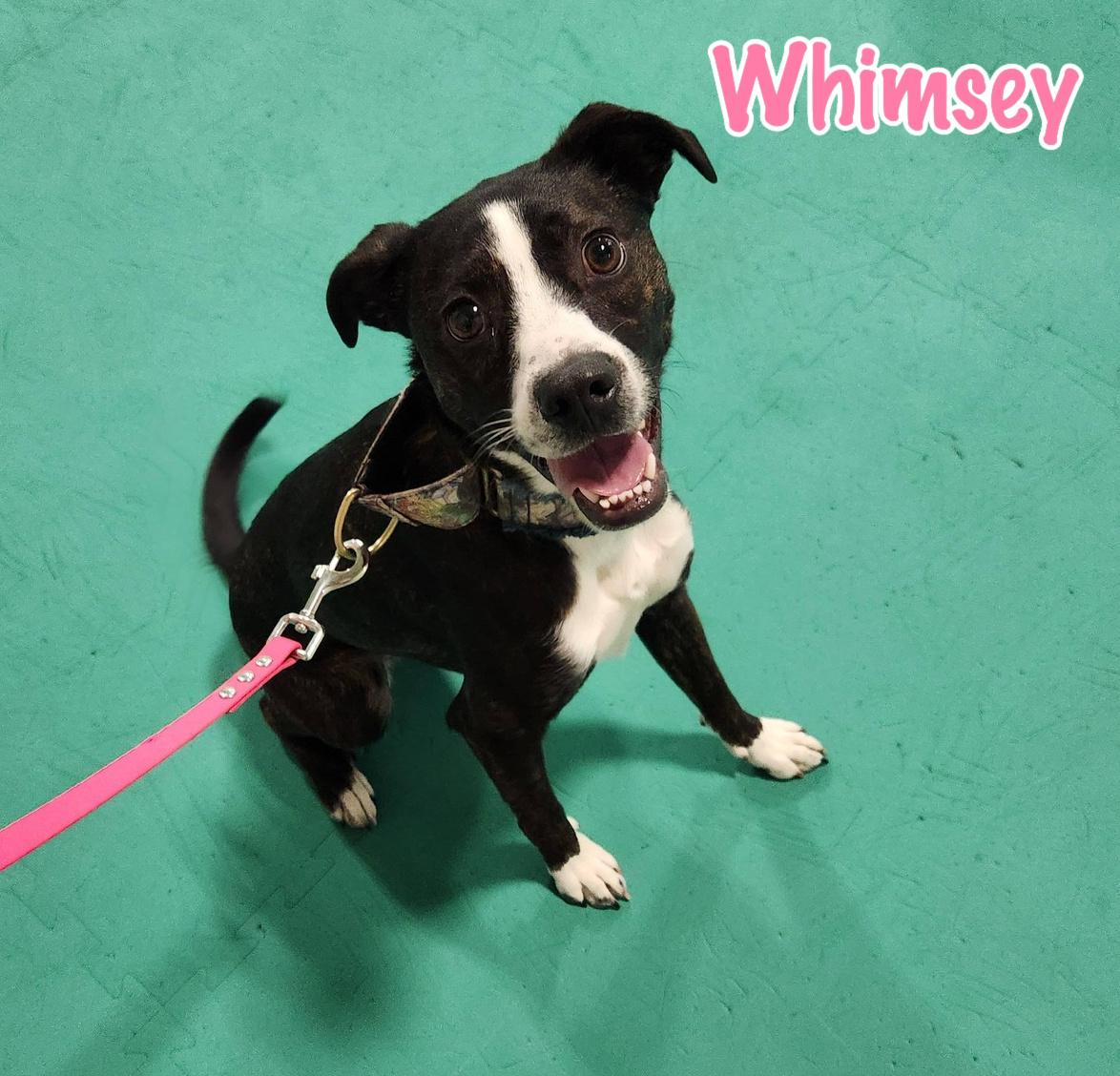 Whimsey, ADOPTABLE, Young Female Catahoula Leopard Dog.