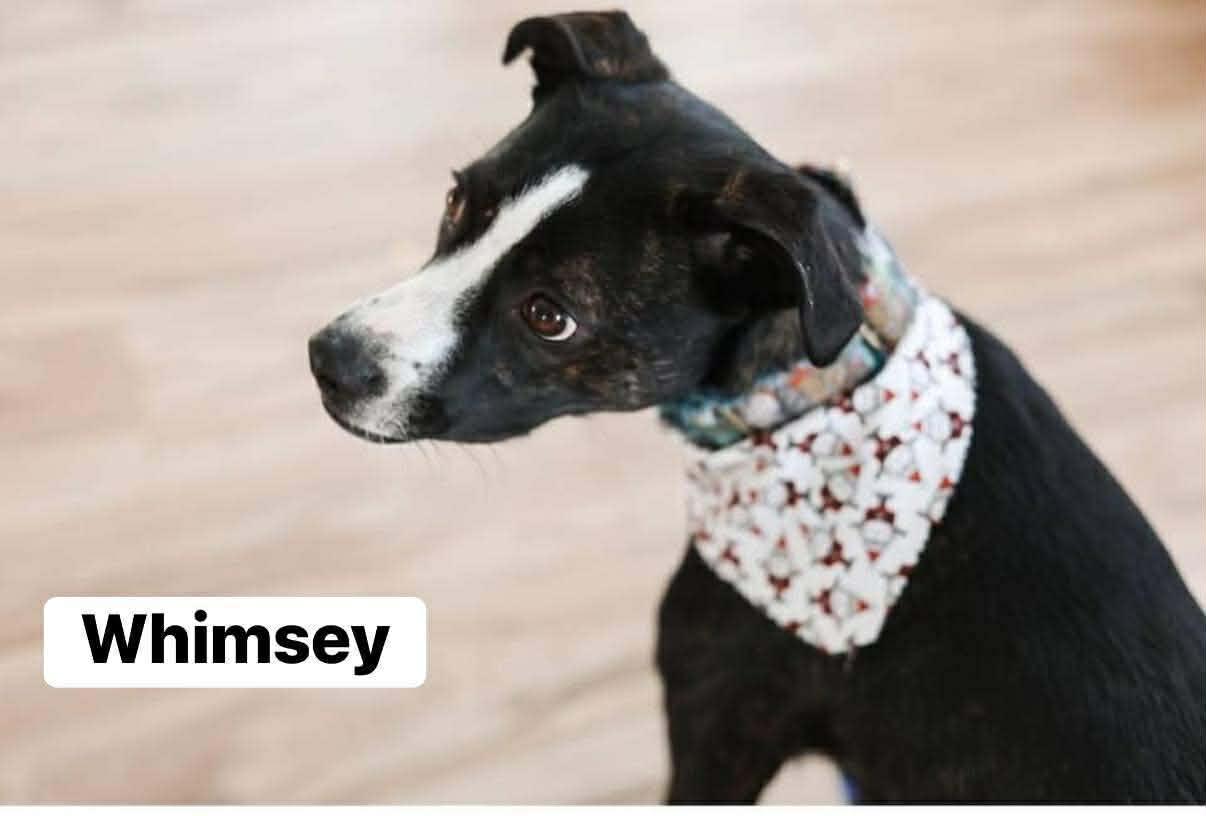 Whimsey, ADOPTABLE, Young Female Mixed Breed.