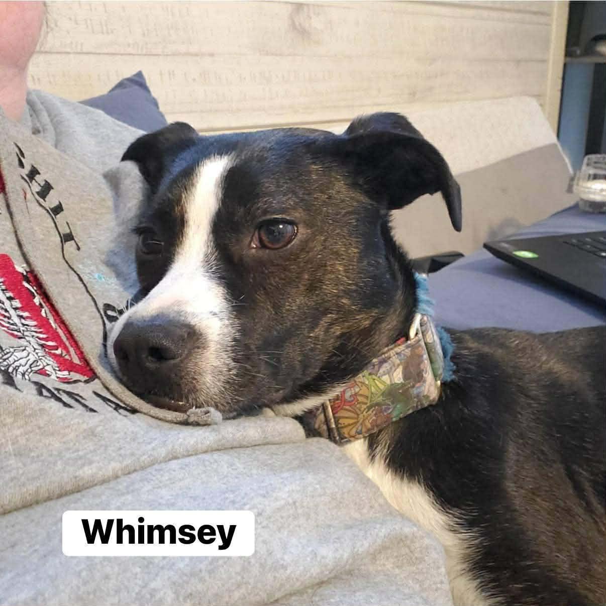 Enlarge Whimsey, a ADOPTABLE mixed breed in Elburn, IL image 5/5