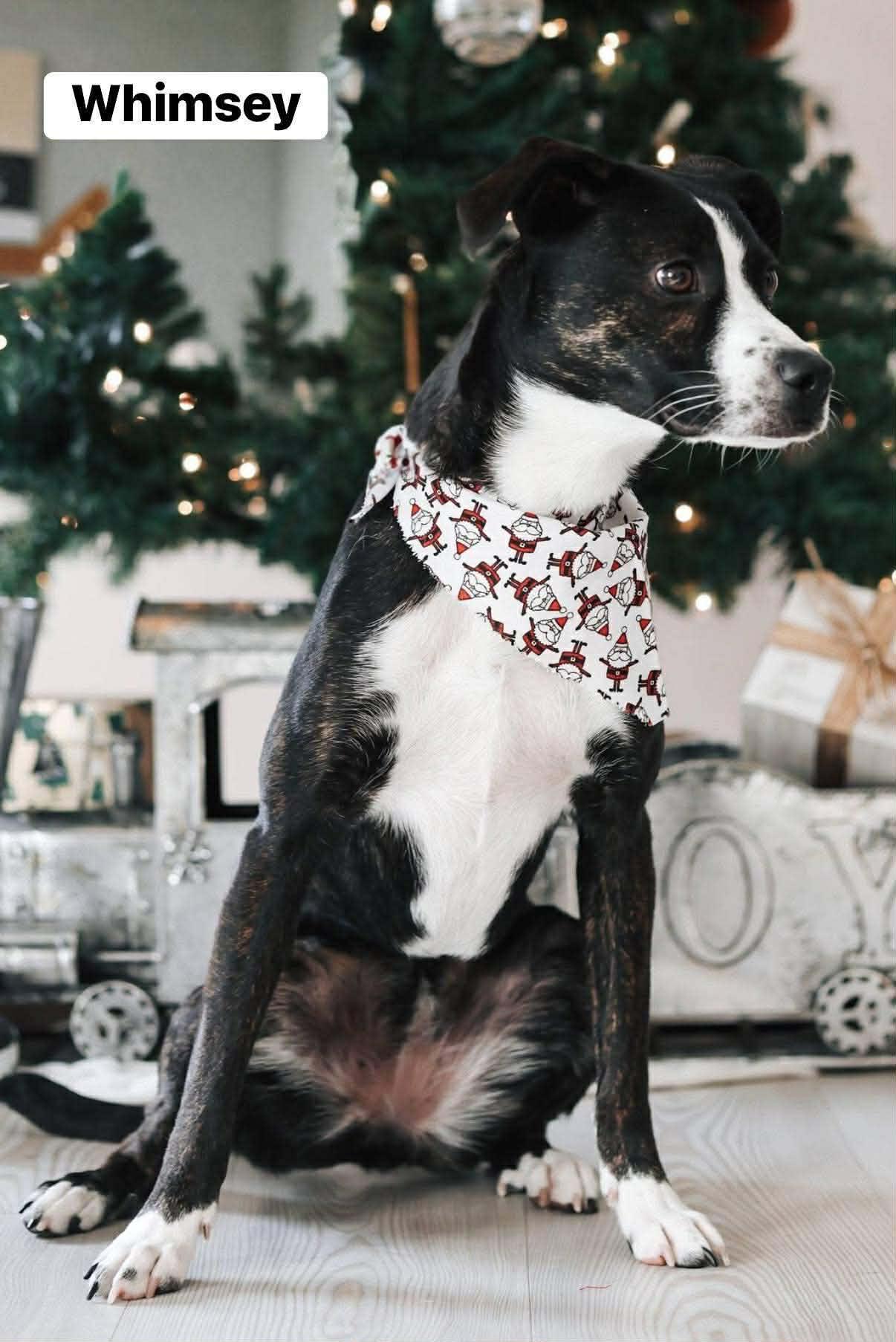 Whimsey — thumbnail 4