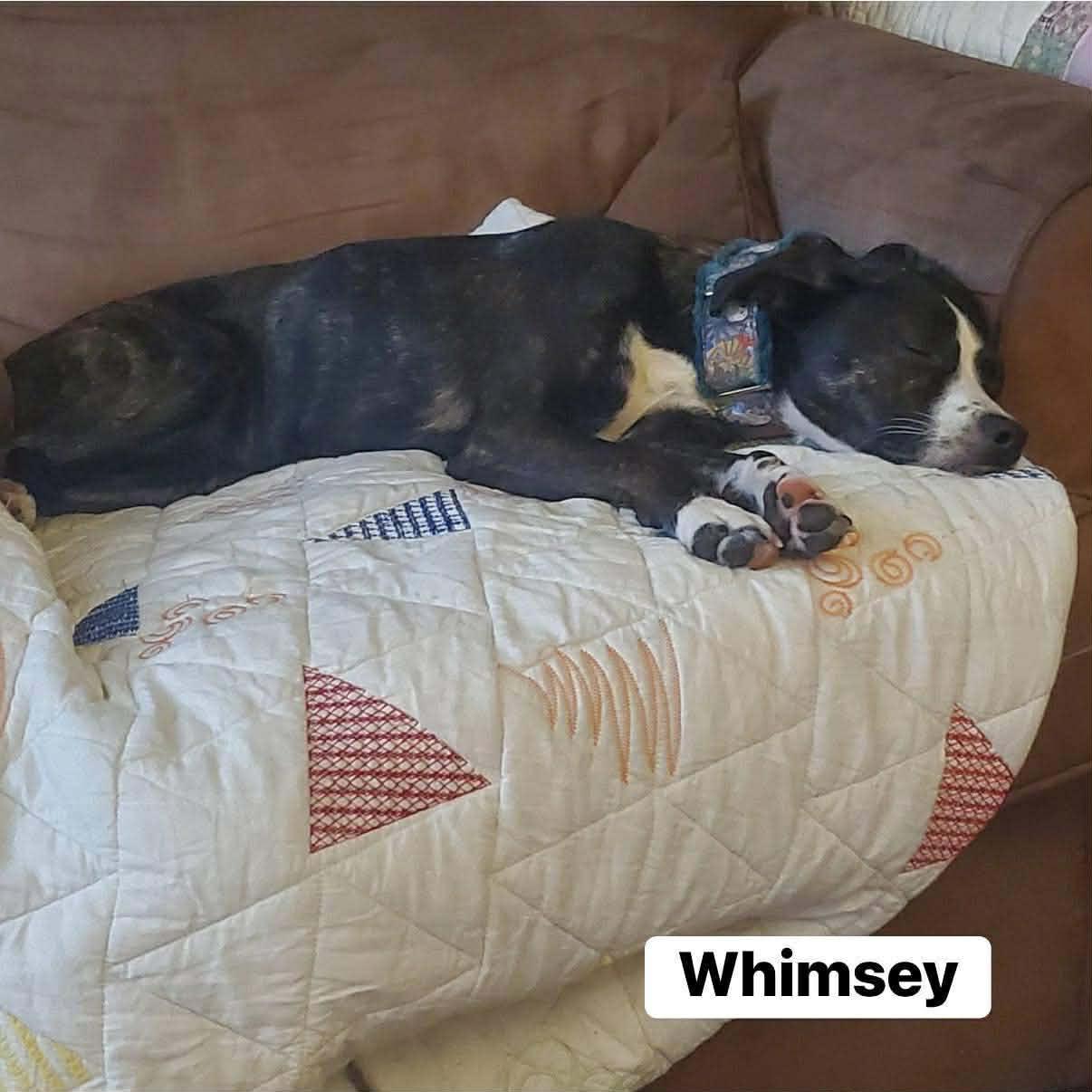 Whimsey — thumbnail 5
