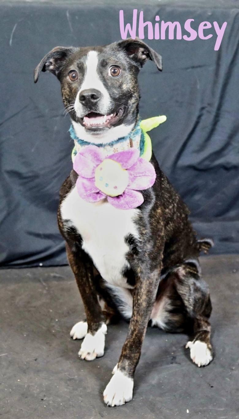 Enlarge Whimsey, a ADOPTABLE mixed breed in Elburn, IL image 2/5