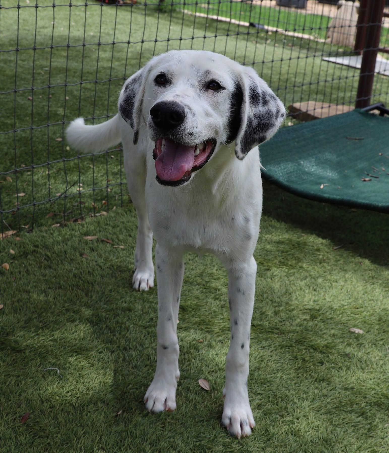 Winston, an adopted mixed breed in Southlake, TX image 2/4