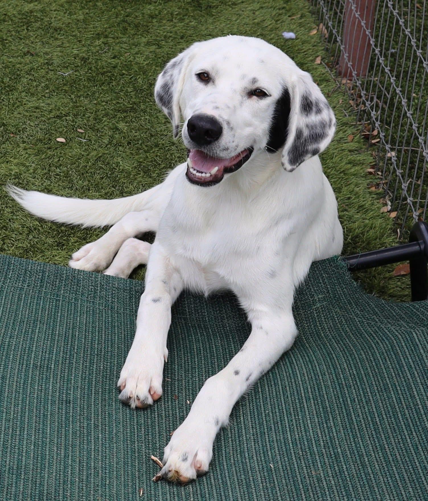 Winston, an adopted mixed breed in Southlake, TX image 4/4