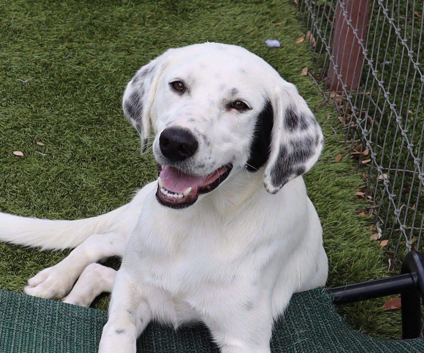 Winston, an adopted mixed breed in Southlake, TX image 1/4