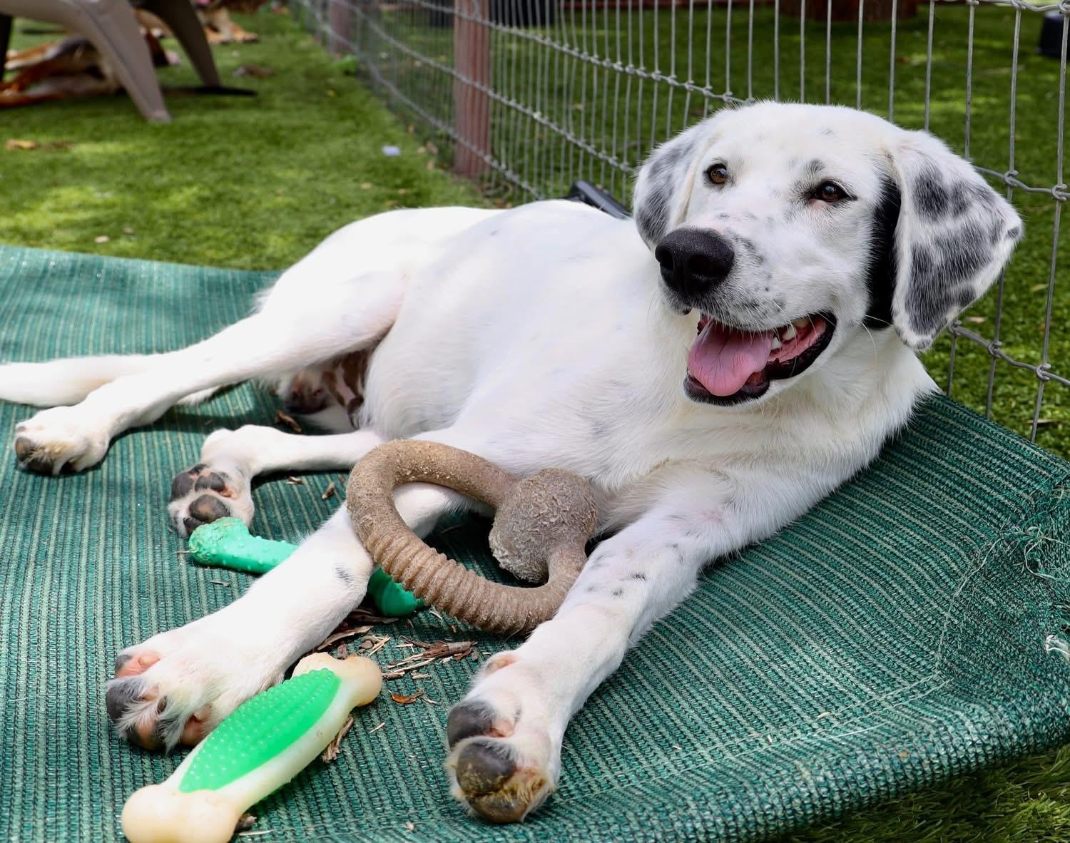 Winston, an adopted mixed breed in Southlake, TX image 3/4