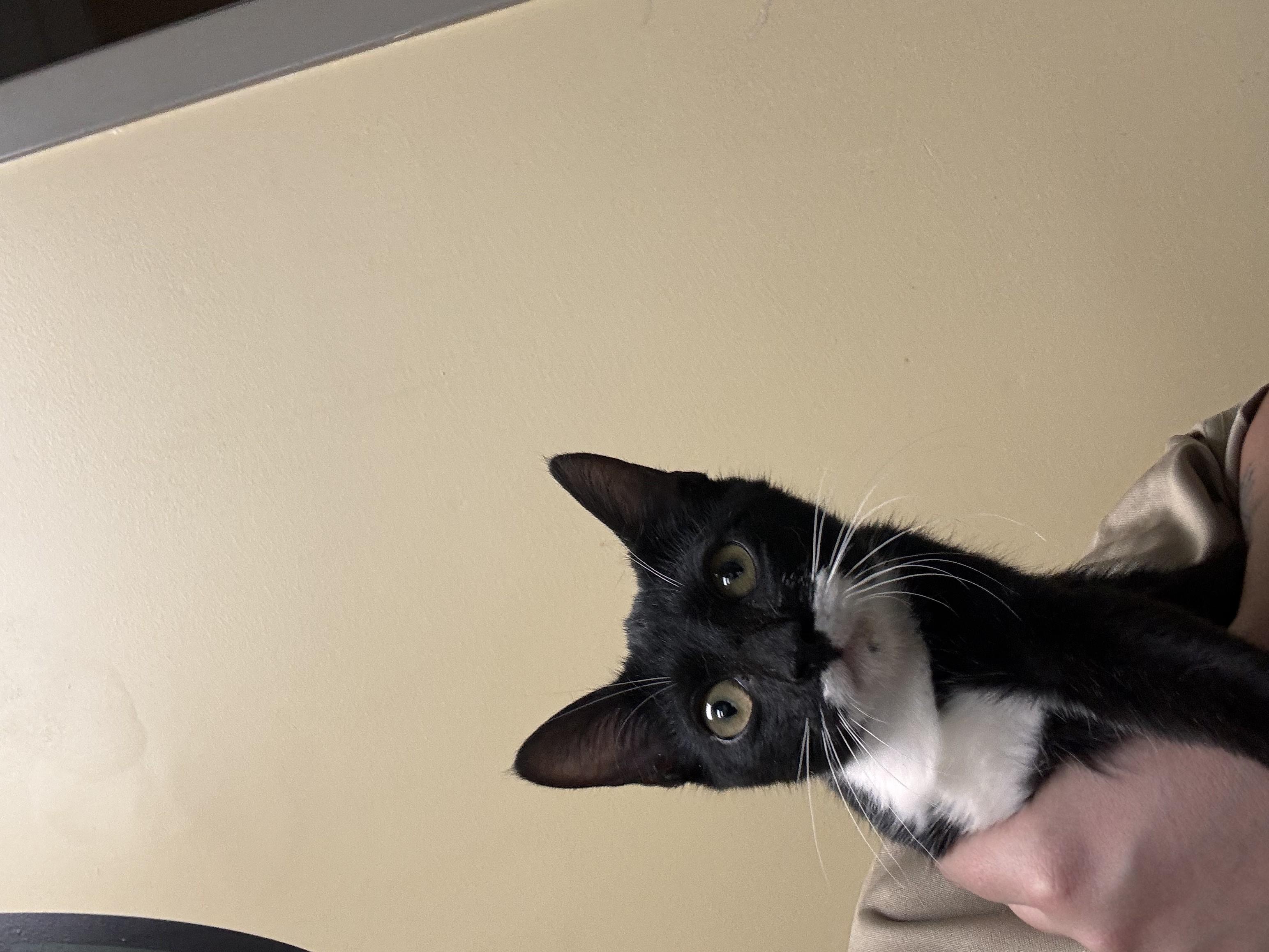 Betty Boop, adoptable, Young Female Domestic Short Hair.