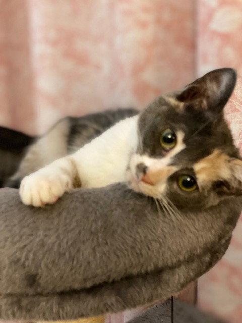 Priscilla, Adoptable, Kitten Female Dilute Calico & Domestic Short Hair.