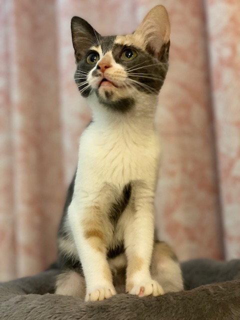 Priscilla, a Adoptable mixed breed in Fayetteville, GA image 2/3