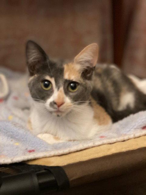 Priscilla, a Adoptable mixed breed in Fayetteville, GA image 3/3