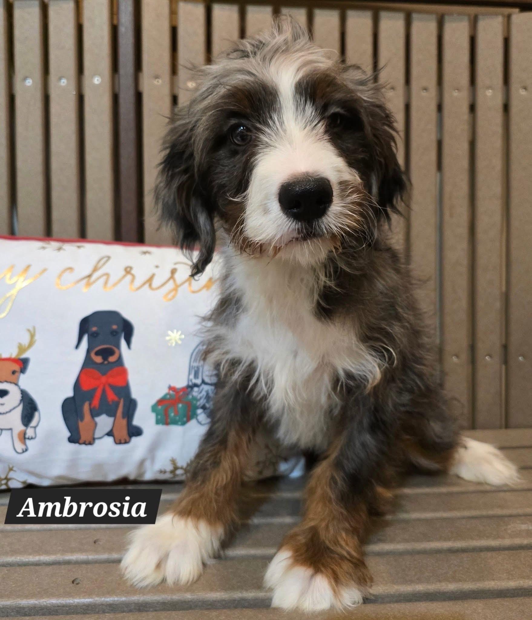 Enlarge Ambrosia, a ADOPTABLE Bernadoodle in St. Clairsville, OH image 1/1