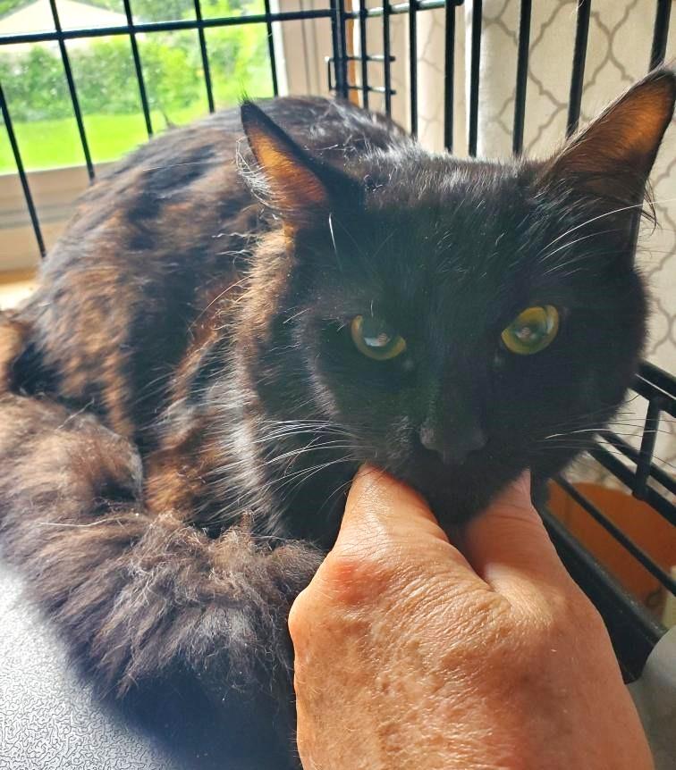 Criollo, an adoptable Maine Coon, Burmese in Ypsilanti, MI, 48197 | Photo Image 2