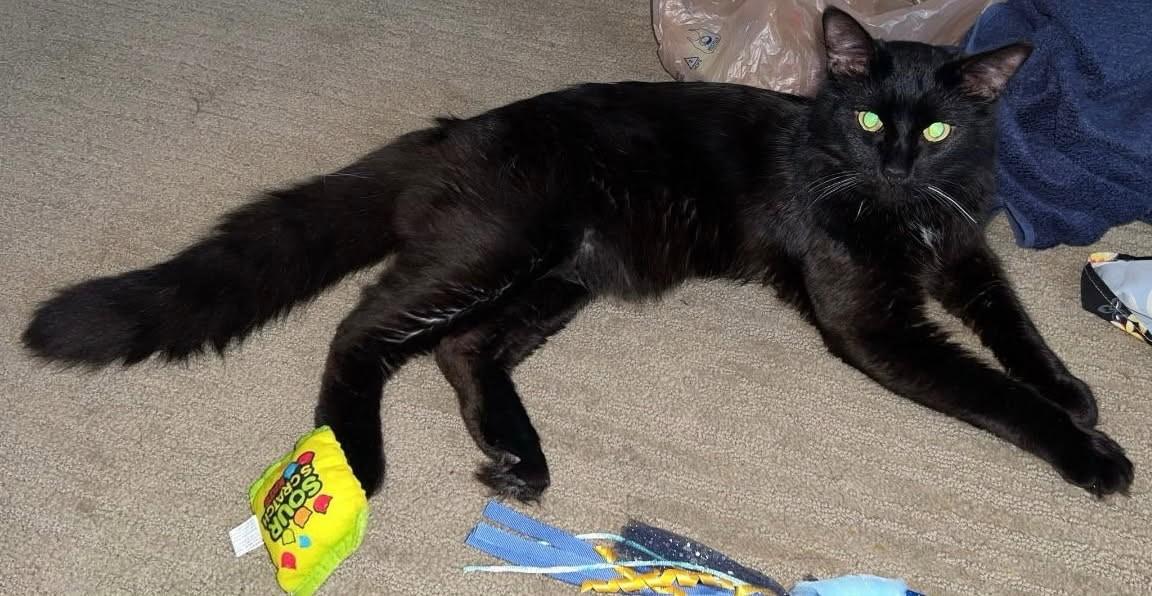 Criollo    (Maine Coon), an adoptable Maine Coon, Burmese in Ypsilanti, MI, 48197 | Photo Image 2