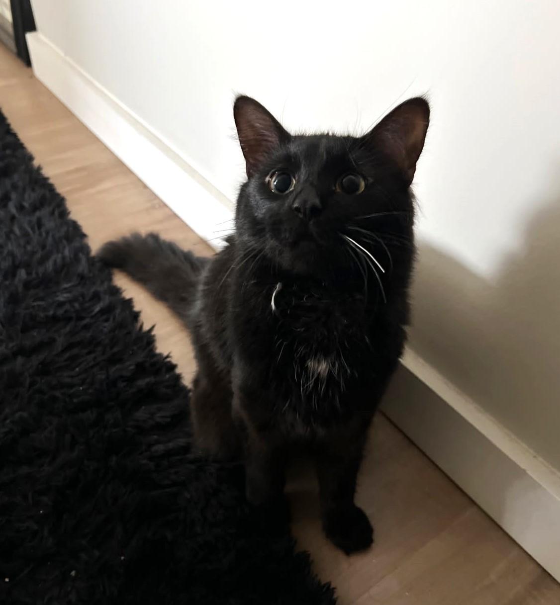 Criollo    (Maine Coon), an adoptable Maine Coon, Burmese in Ypsilanti, MI, 48197 | Photo Image 4