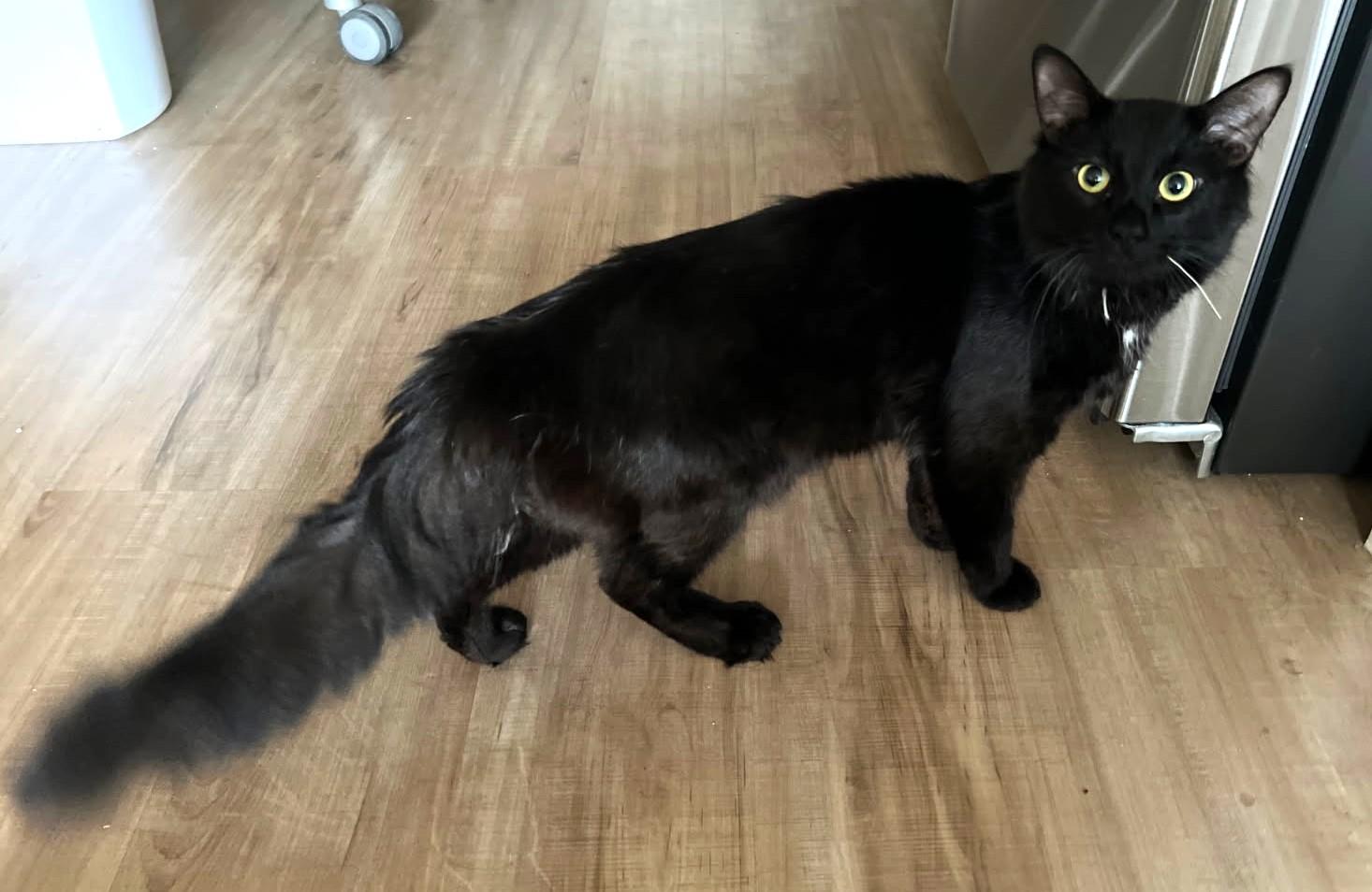 Criollo    (Maine Coon), an adoptable Maine Coon, Burmese in Ypsilanti, MI, 48197 | Photo Image 1