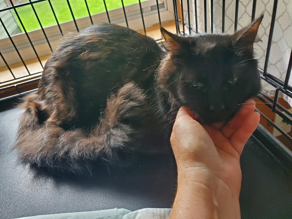 Criollo, an adoptable Maine Coon, Burmese in Ypsilanti, MI, 48197 | Photo Image 3