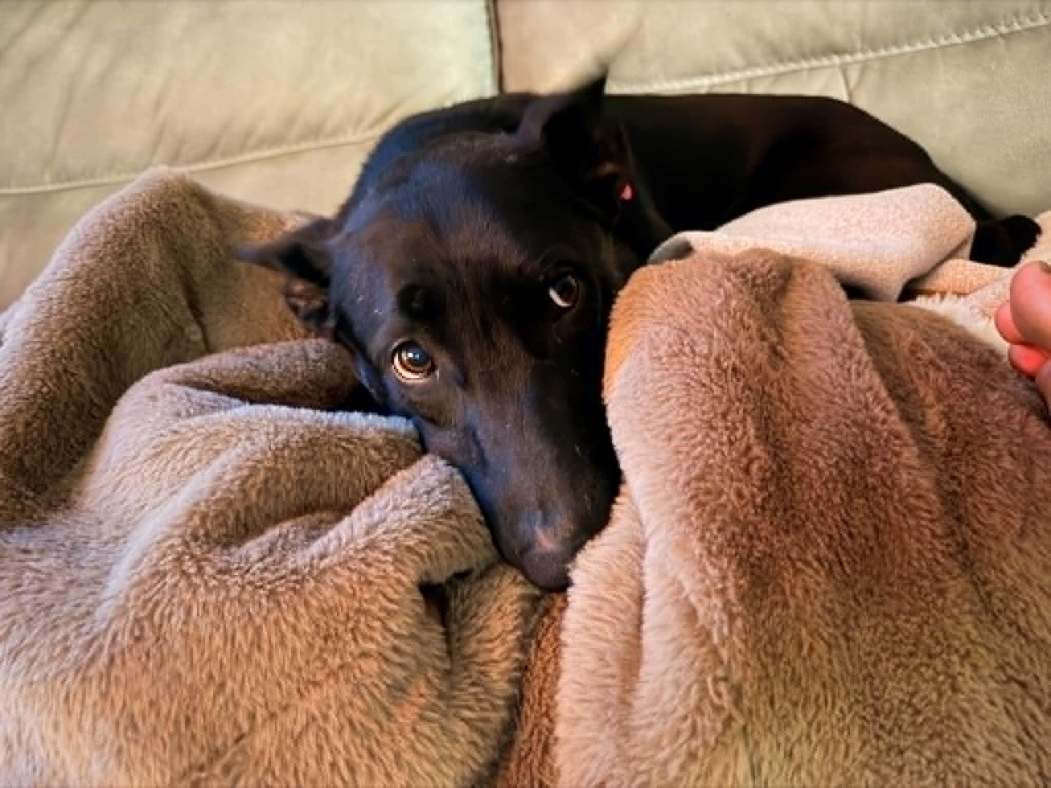 Elizabeth, a ADOPTABLE mixed breed in Martin, MI image 4/6