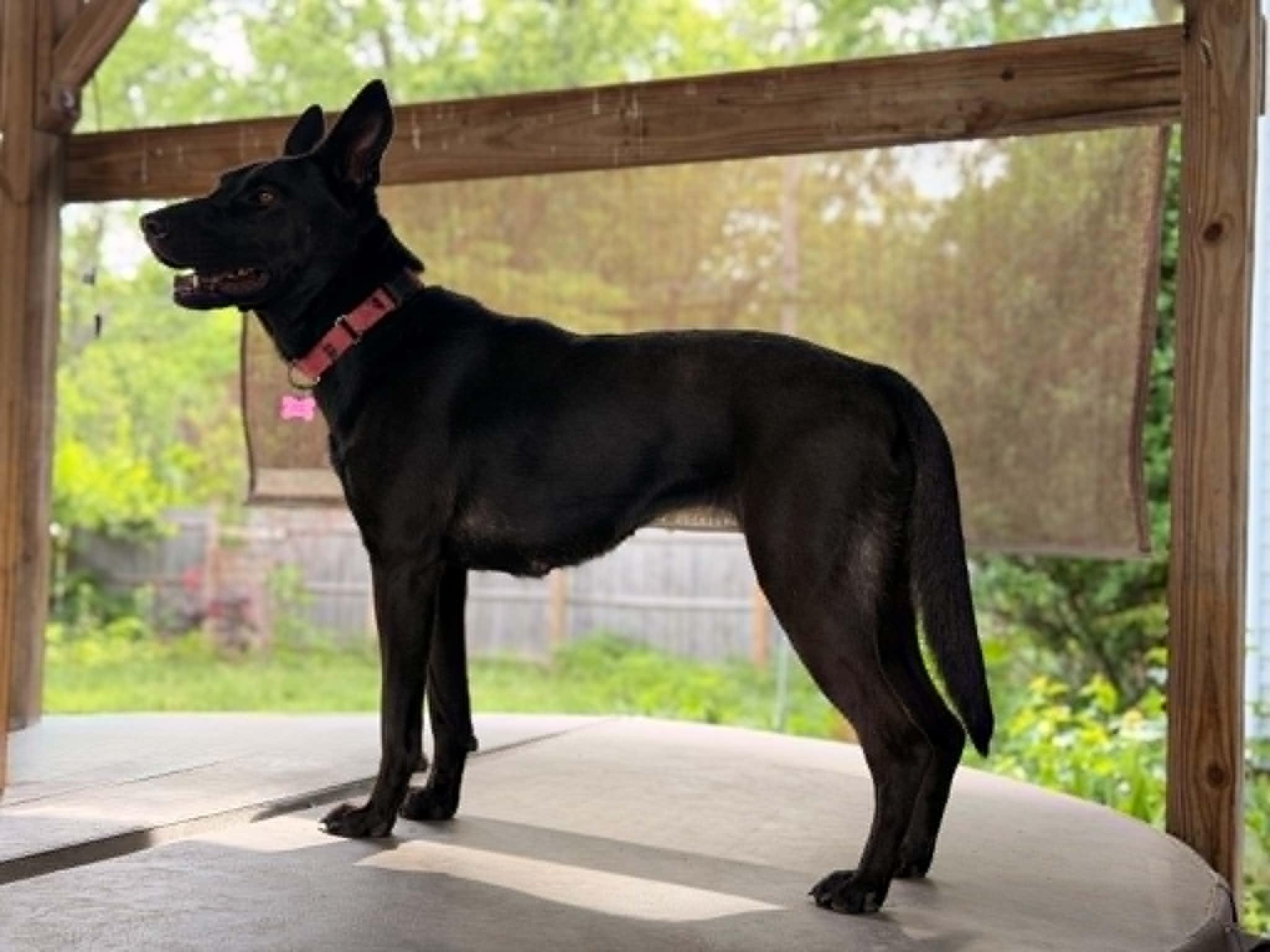 Elizabeth, a ADOPTABLE mixed breed in Martin, MI image 5/6