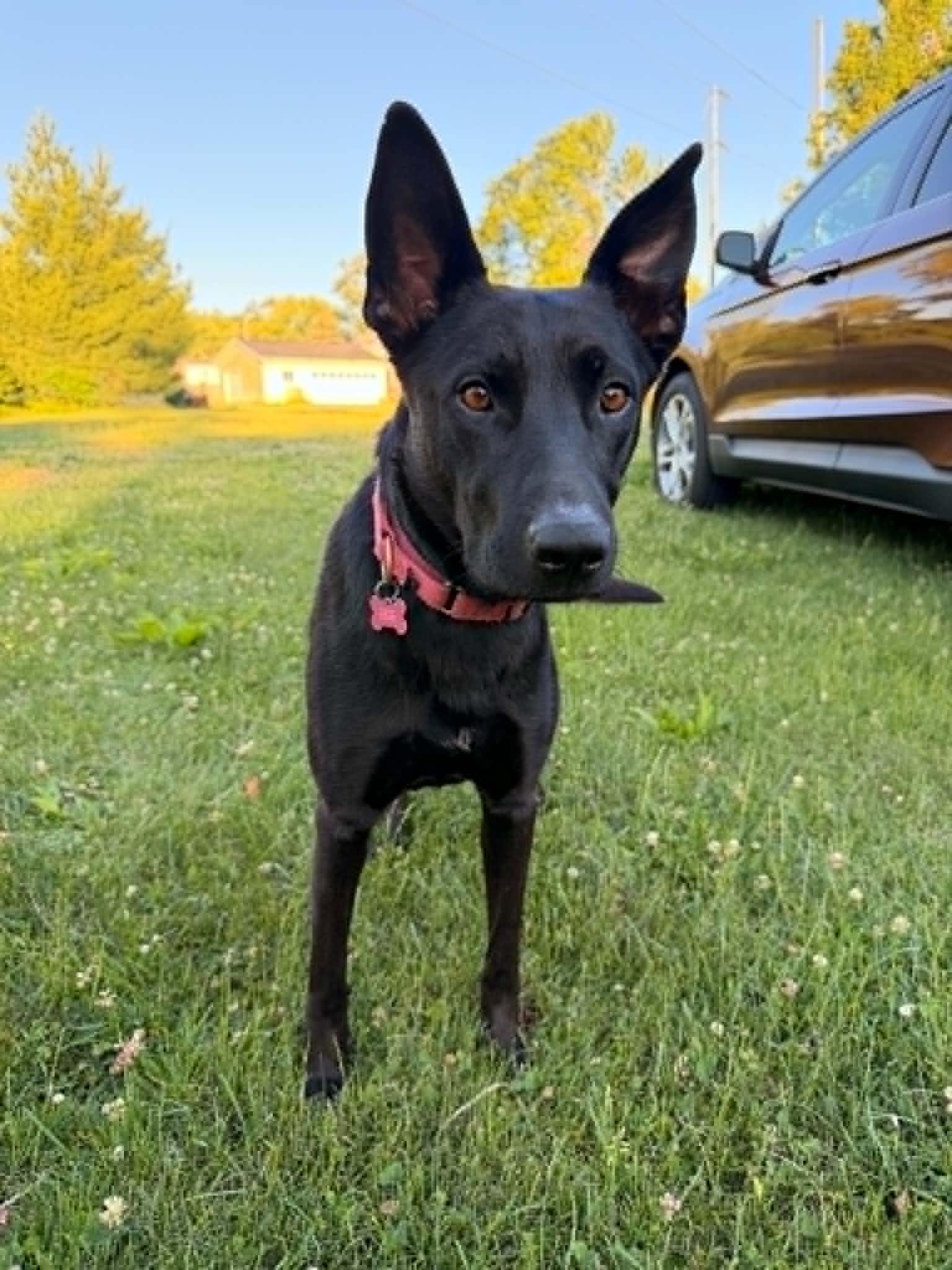 Elizabeth, ADOPTABLE, Young Female Shepherd.