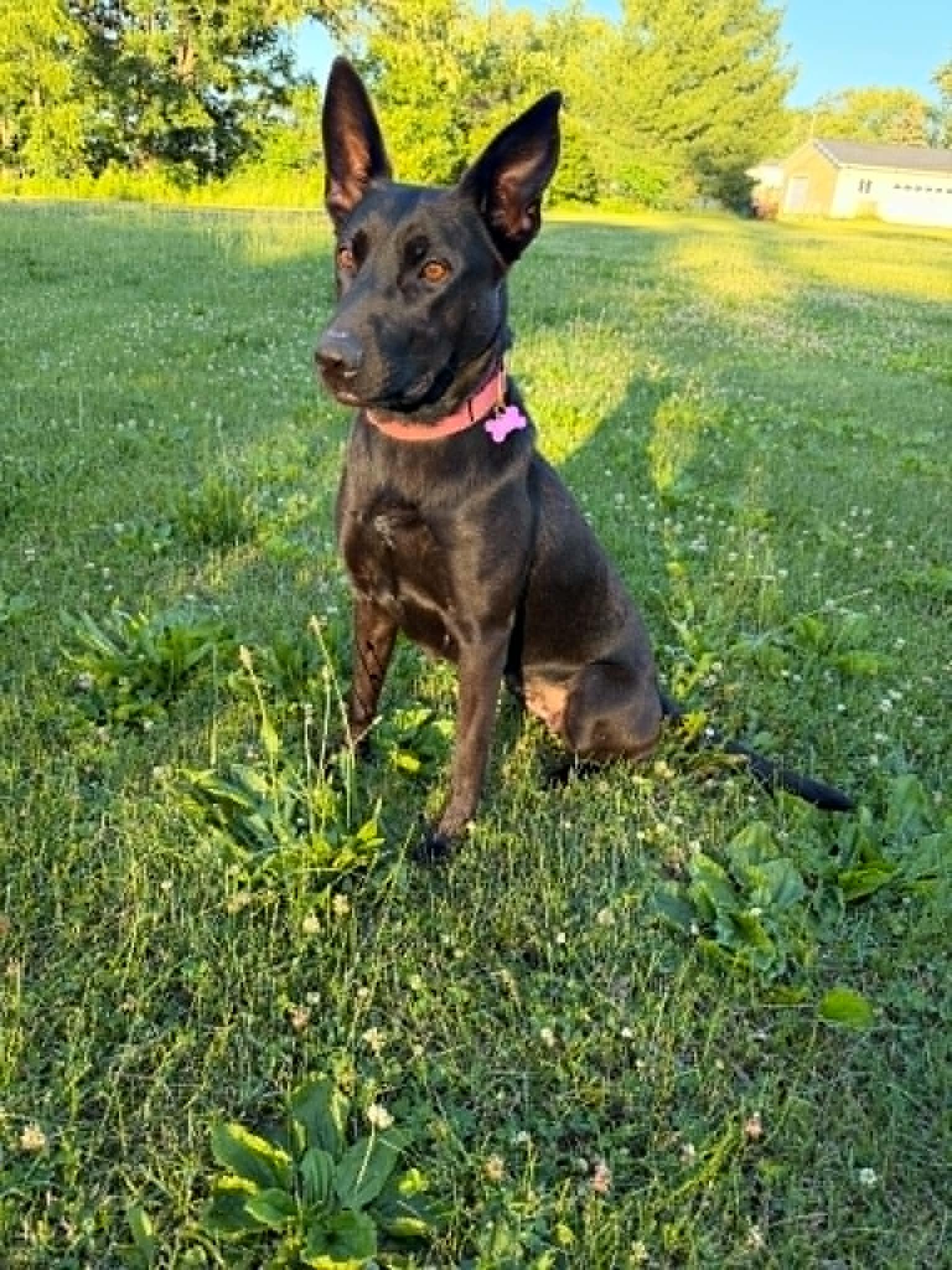 Elizabeth, a ADOPTABLE mixed breed in Martin, MI image 3/6