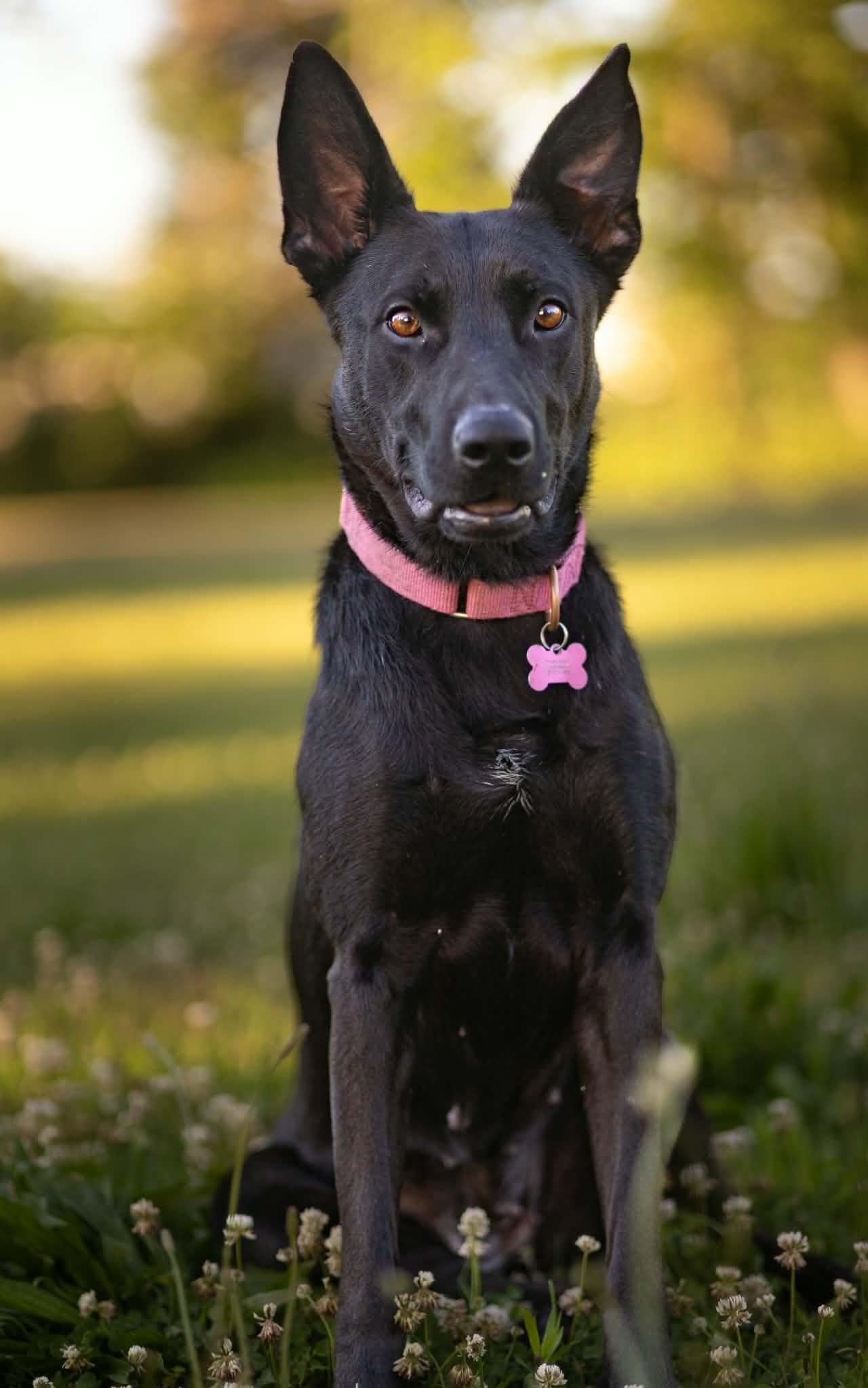Elizabeth, a ADOPTABLE mixed breed in Martin, MI image 2/6