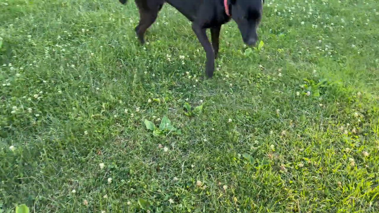 Enlarge Elizabeth, a ADOPTABLE mixed breed in Martin, MI video 6/6