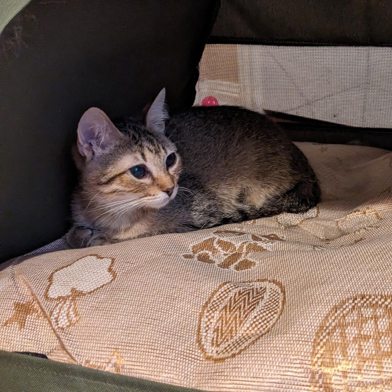 Enlarge Tabitha Twinkle (best friends with Brittan Snuglepuff), an adoptable American Shorthair in Austin, TX image 2/3