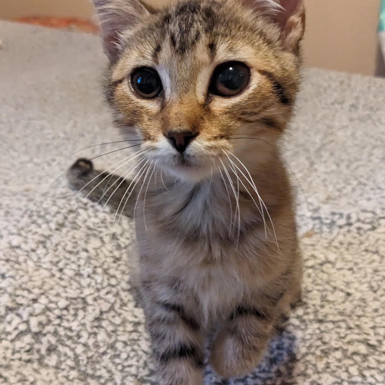 Tabitha Twinkle (best friends with Brittan Snuglepuff), adoptable, Kitten Female American Shorthair.