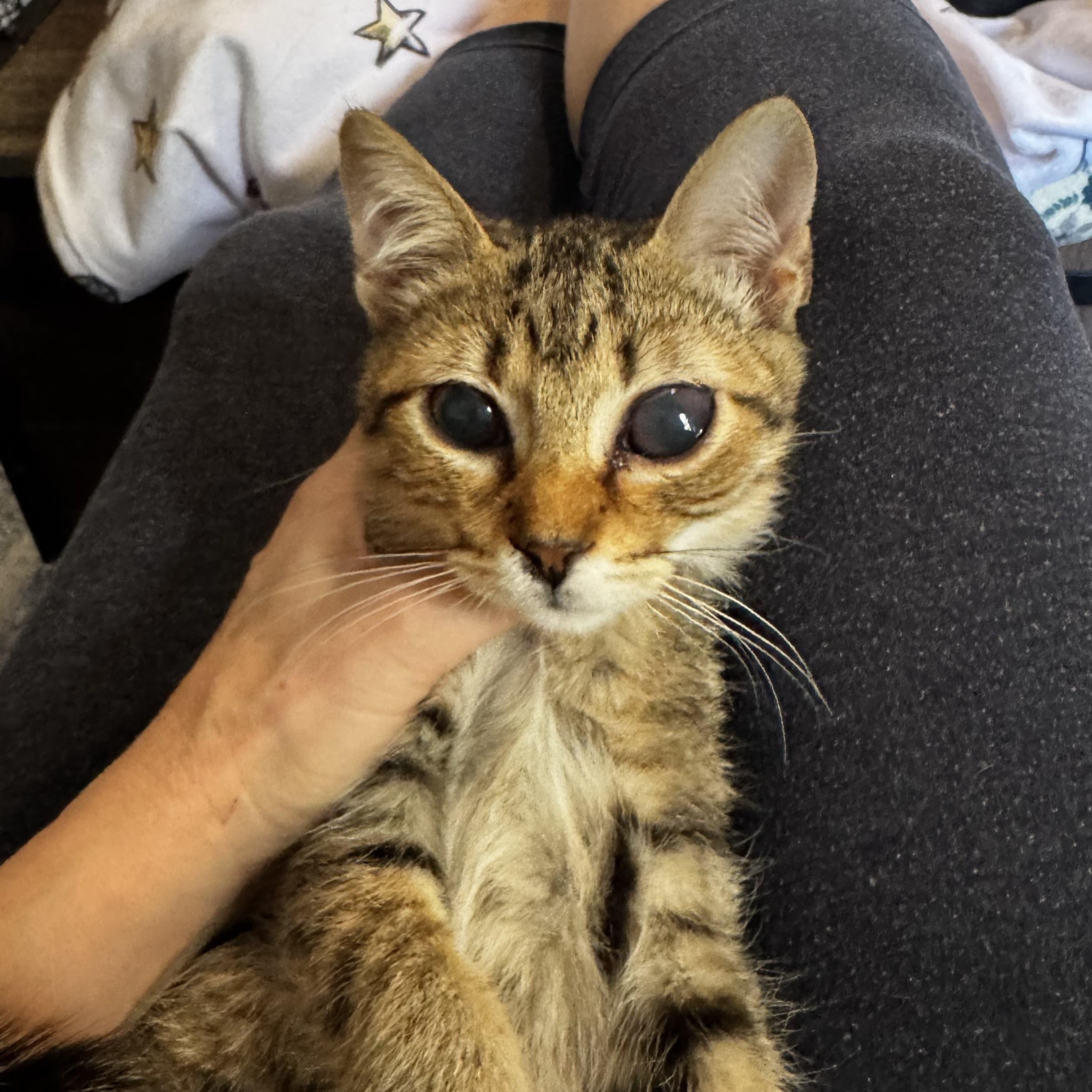 Enlarge Tabitha Twinkle (best friends with Brittan Snuglepuff), an adoptable American Shorthair in Austin, TX image 3/3