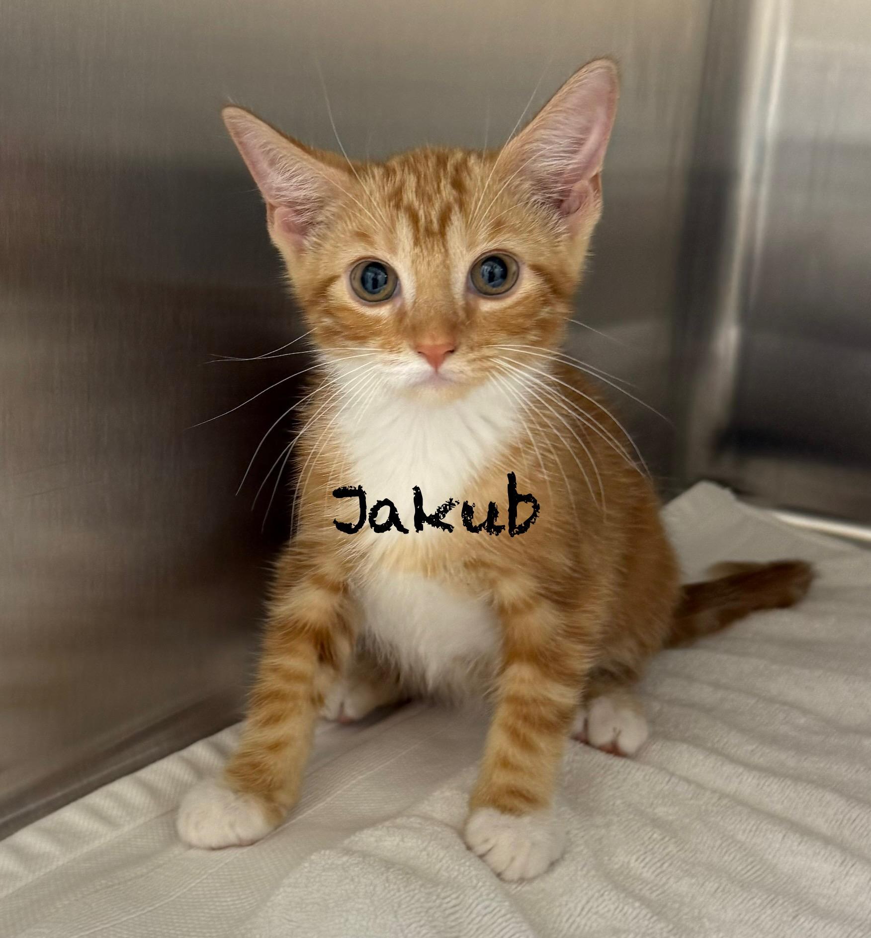 Jakub, Baby Male unknown
