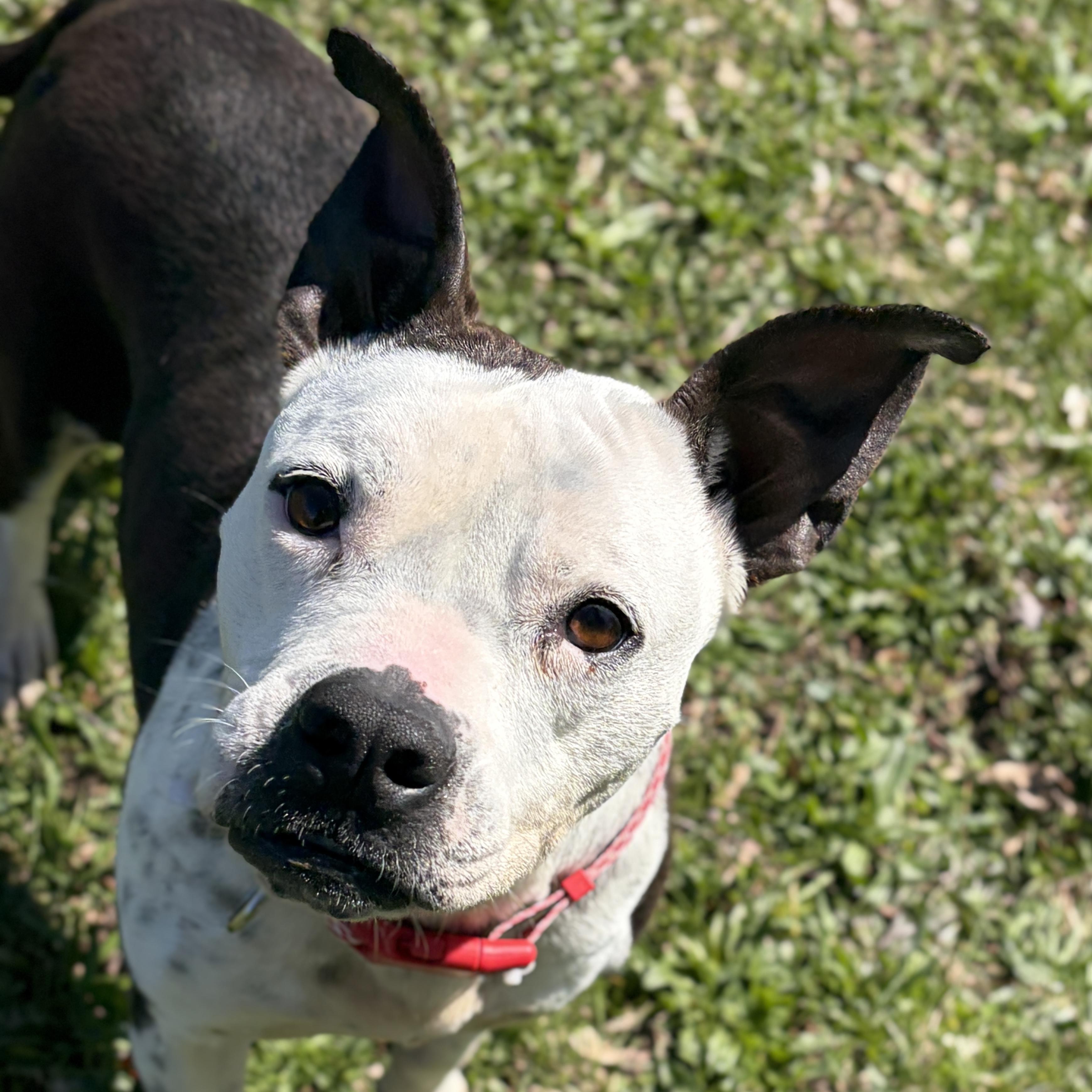Enlarge Poptart - Name Your Own Adoption Fee!, a ADOPTABLE mixed breed in Jefferson, WI image 3/5