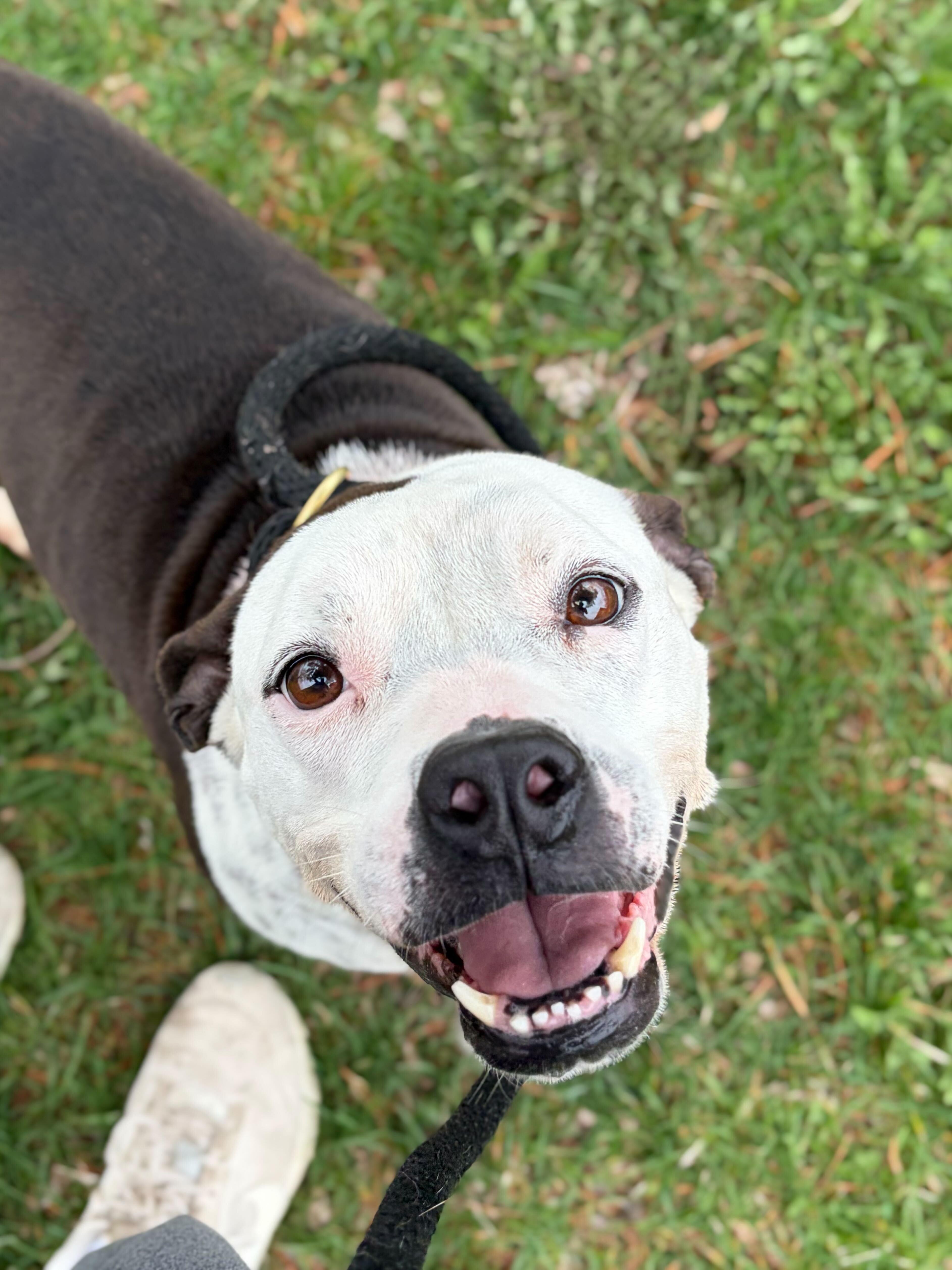 Enlarge Poptart - Name Your Own Adoption Fee!, a ADOPTABLE mixed breed in Jefferson, WI image 4/5